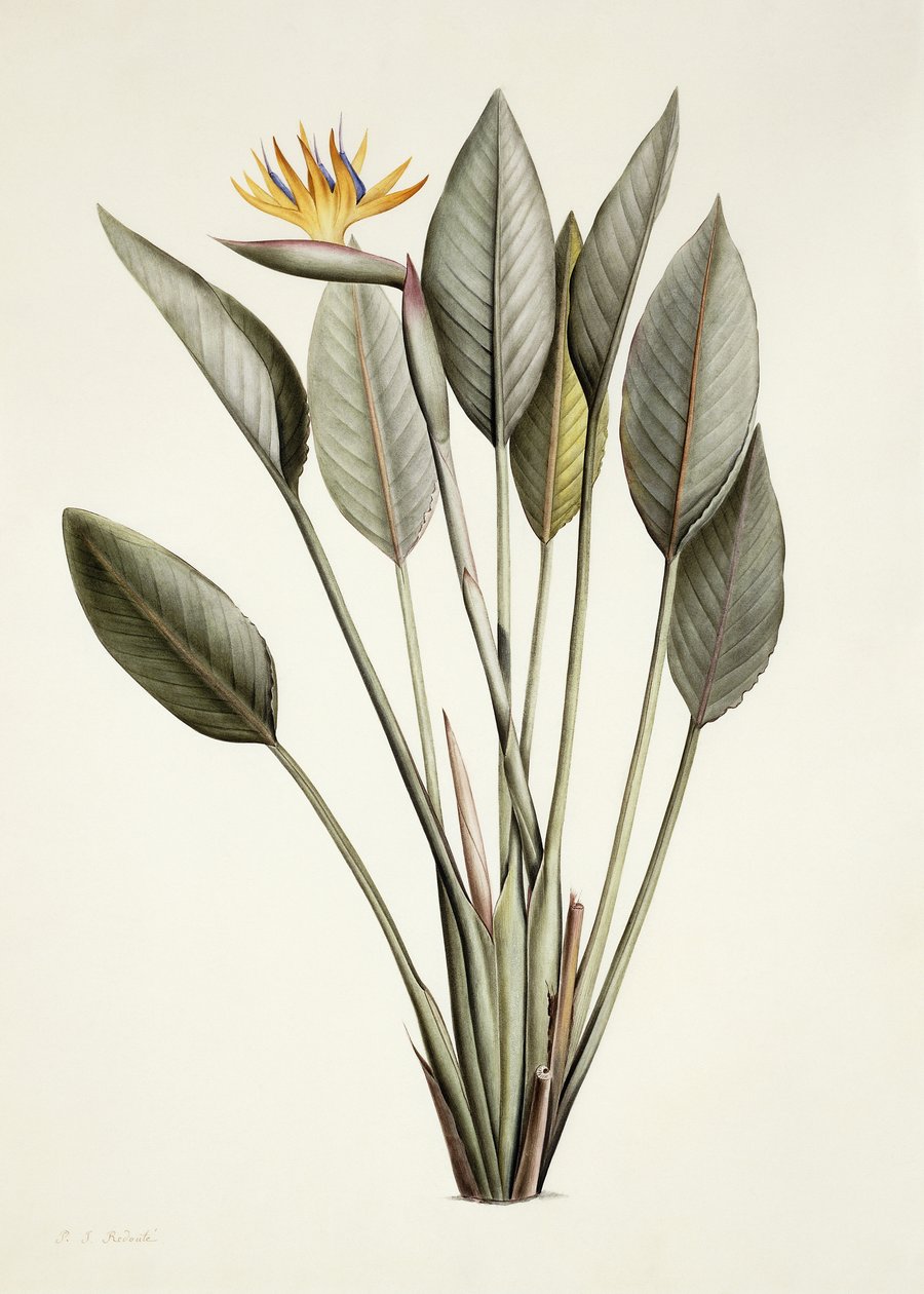 Paradicsom madár; Strelitzia Reginae, alkotó: Pierre Joseph Redouté
