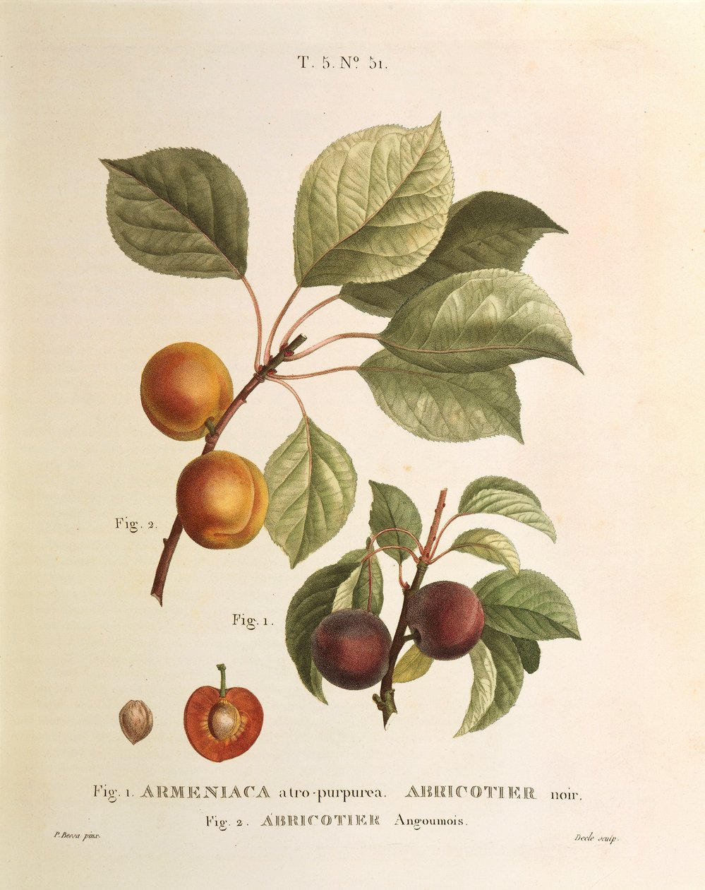 Fekete sárgabarack és sárgabarack fajták: Prunus armeniaca, Armeniaca atropurpurea, Pierre Joseph Redoute (1759-1840) alkotó: Pierre Joseph Redouté