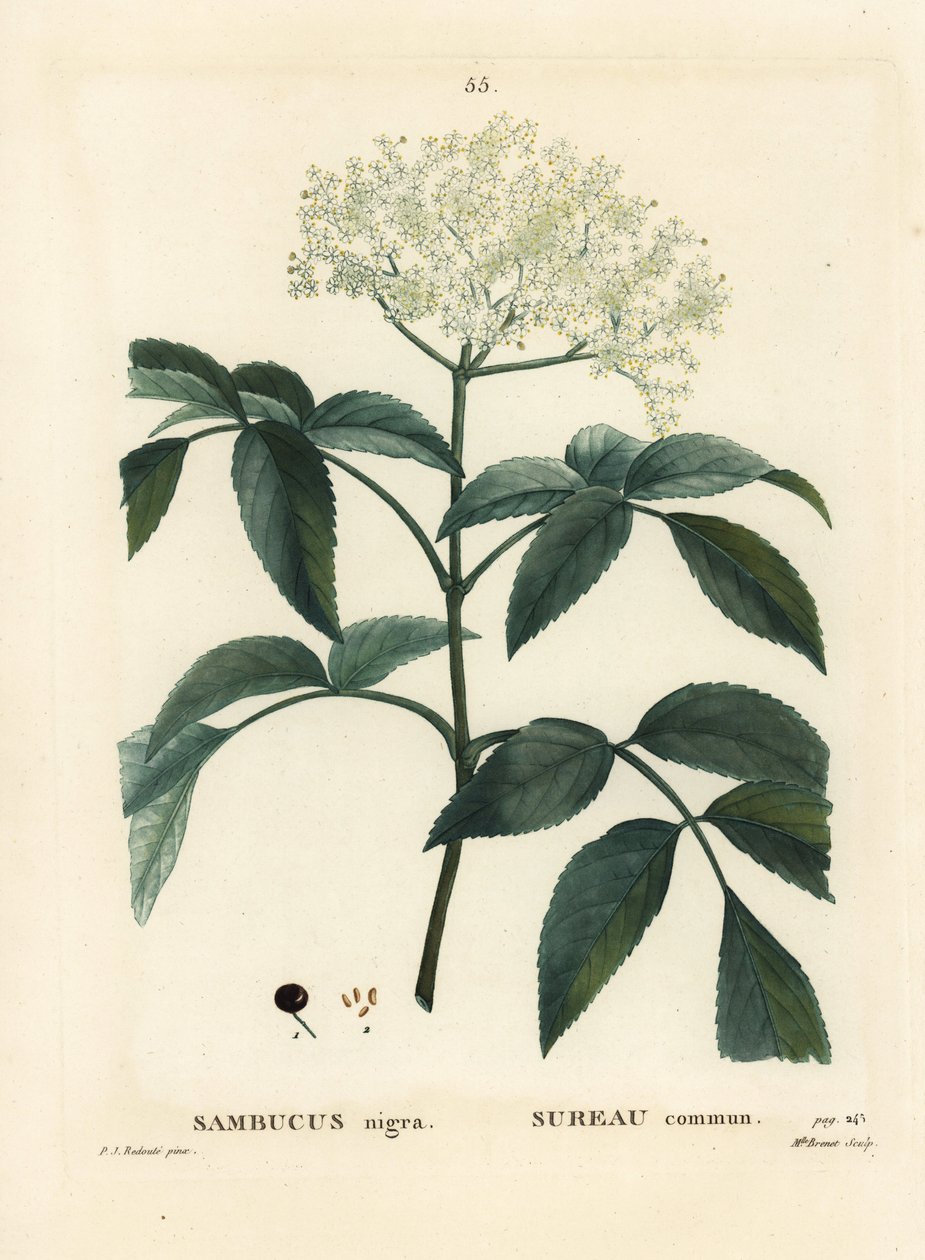 Fekete bodza vagy európai bodza, Sambucus nigra. Brenet kisasszony kézzel színezett pecsétmetszete Pierre-Joseph Redoute illusztrációja nyomán Henri Louis Duhamel du Moncel Treat des Arbres et Shrustes című művéből, Párizs alkotó: Pierre Joseph Redouté