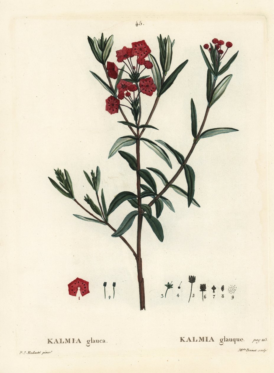 Mocsári babér, Kalmia polifolia (Kalmia glauca). Brenet kisasszony kézzel színezett pecsétmetszete Pierre-Joseph Redoute illusztrációja nyomán Henri Louis Duhamel du Moncel Treat des Arbres et Shrustes című művéből, Párizs alkotó: Pierre Joseph Redouté