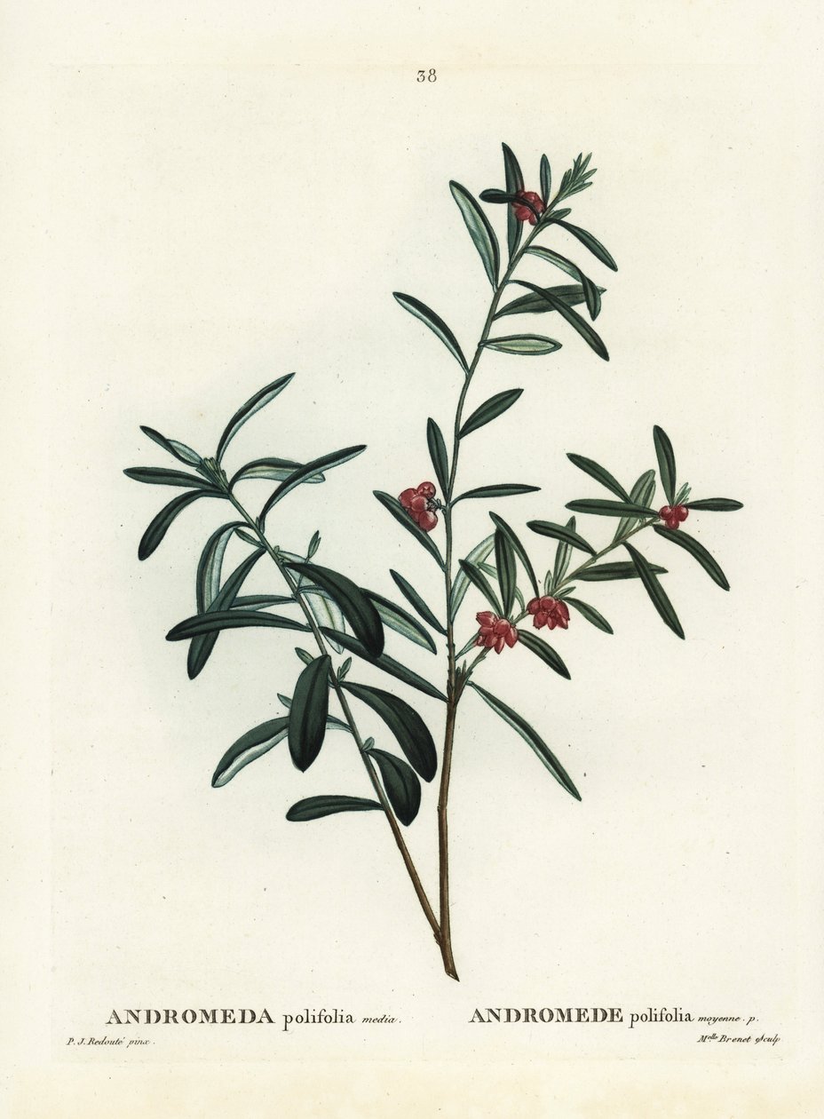Mocsári rozmaring, Andromeda polifolia. Kézi színű foltmetszet Pierre-Joseph Redoute illusztrációja nyomán Henri Louis Duhamel du Monceau Treat des Arbres et Shrustes című művéből, Párizs alkotó: Pierre Joseph Redouté
