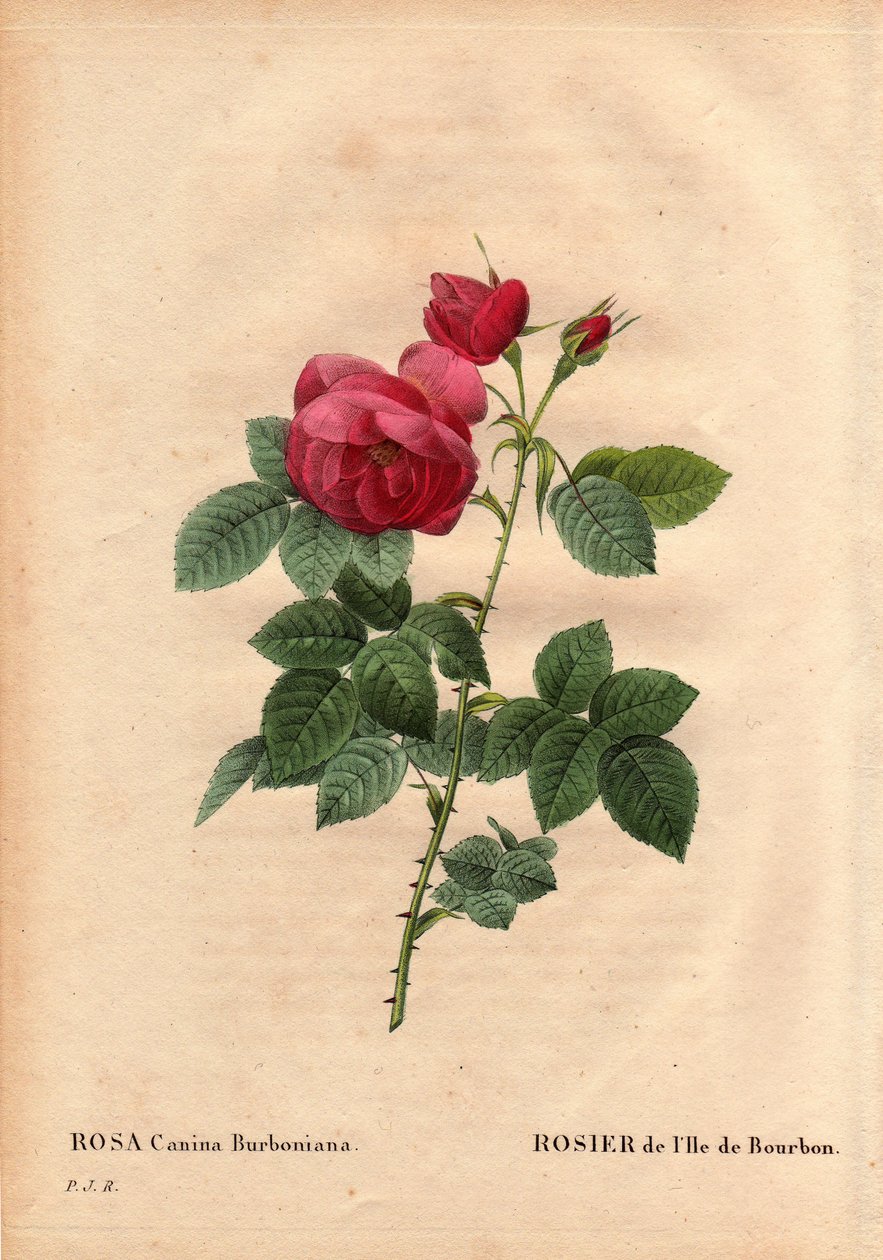 Botanikai tábla, virág, rózsafajta: Bourbon Island Rose (Rosa canina burbonia). Monsieur Jacques 1821-ben termesztette a franciaországi Neuilly kertjében Bourbon szigetéről származó magvakkal. Pierre Joseph Redoute (1759-184) „Les Roses” 2. kötetében alkotó: Pierre Joseph Redouté