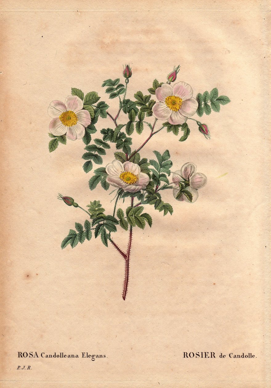 Botanikai tábla, virág, rózsafajta: De Candolle fehér rózsa vagy Rose de Candolle (Rosa candolleana elegans). Vadrózsa, amelyet Dél-Európában fedeztek fel, és 1819-ben De Candolle-nak nevezték el. Pierre Joseph Redoute (1759-1840) „” Les Roses” 2. kötetébe alkotó: Pierre Joseph Redouté
