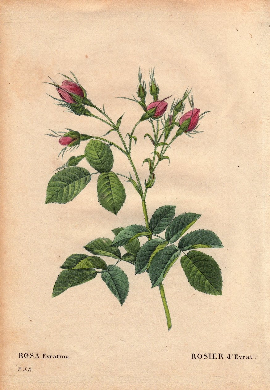 Botanikai tábla, virág, rózsafajta: Evrat Rose (Rosa evratina). Eredete ismeretlen, holland üvegházakból származik, és 1824 előtt Monsieur Evrathnak adja át. Pierre Joseph Redoute (1759-1840) „” Les Roses” 2. kötetében alkotó: Pierre Joseph Redouté