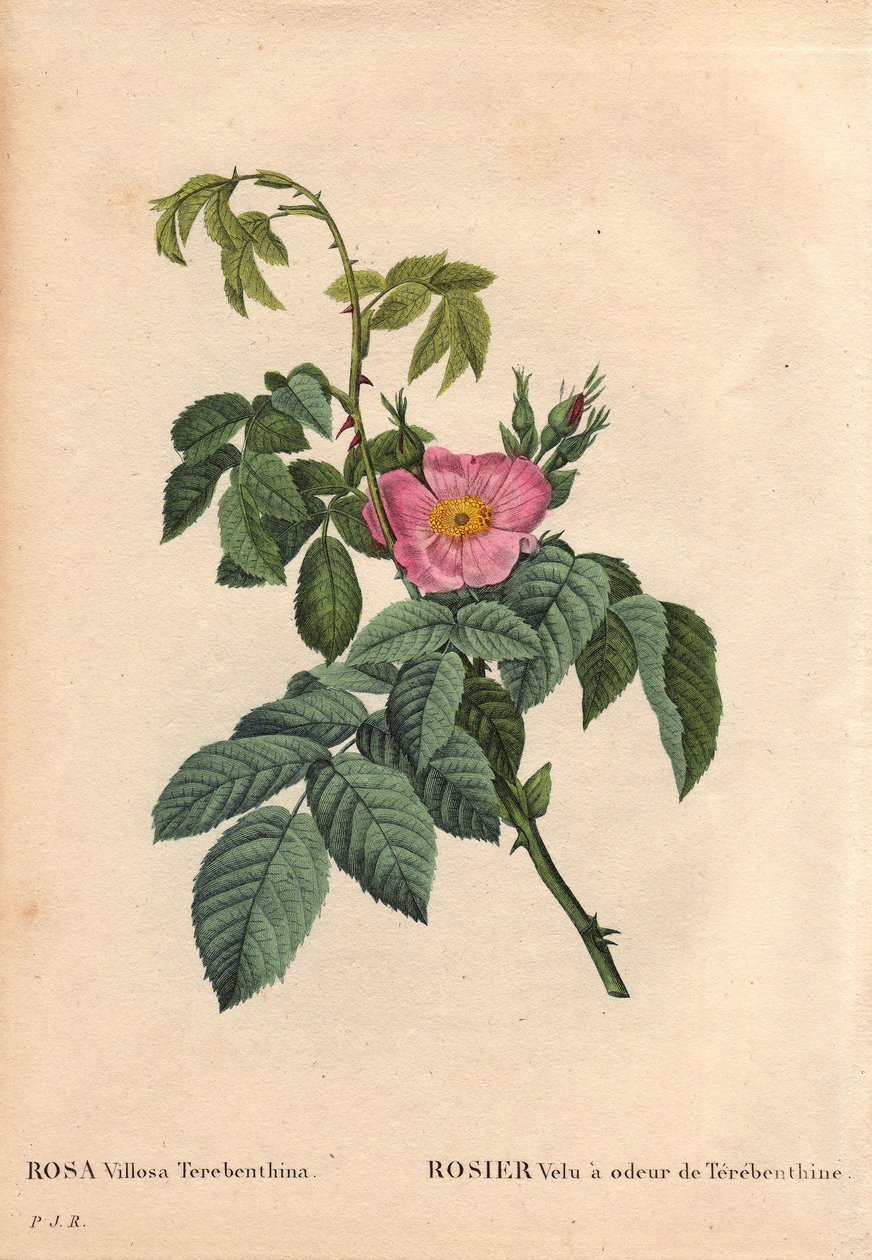 Botanikai tábla, virág, rózsafajta: A szőrös rózsának Terebentin (Rosa Villosa Terebenthina) illata van. Pierre Joseph Redoute (1759-1840) „Les Roses” 2. kötetében alkotó: Pierre Joseph Redouté
