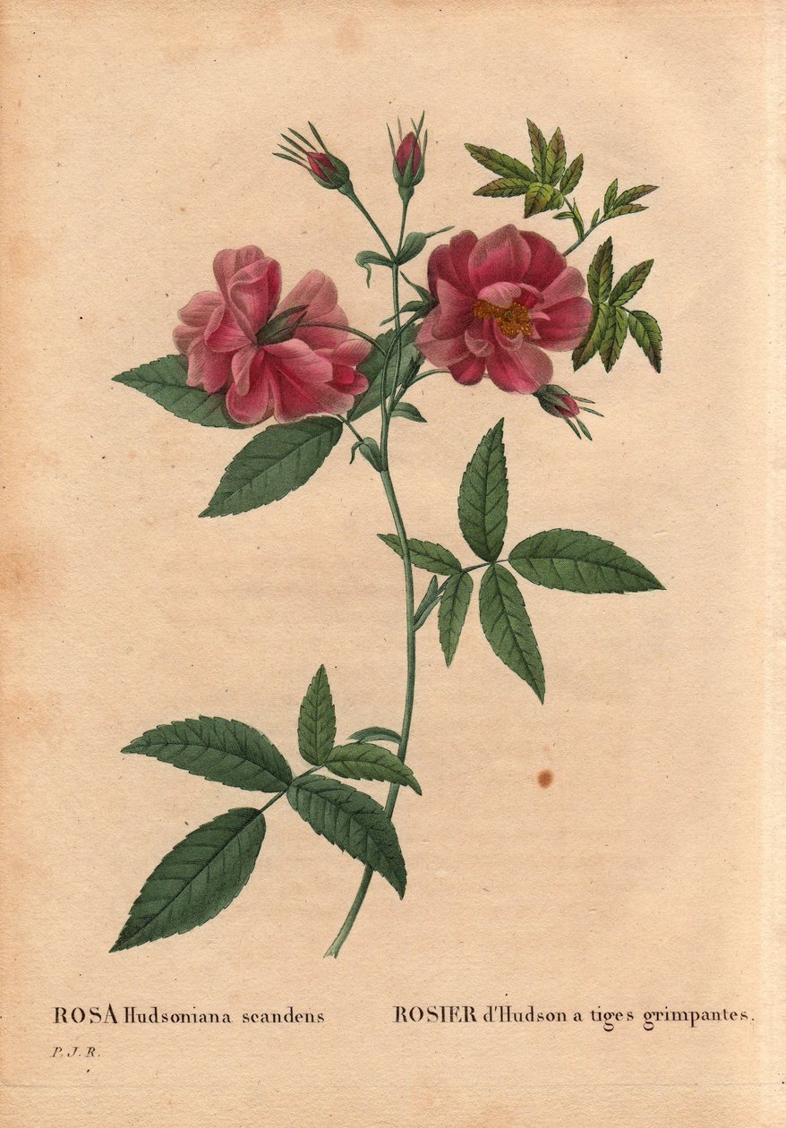 Botanikai tábla, virág, rózsafajta: Hudson rózsa mászó szárral (Rosa hudsoniana scandens). Észak-Amerikából. Pierre Joseph Redoute (1759-1840) „Les Roses” 2. kötetében alkotó: Pierre Joseph Redouté