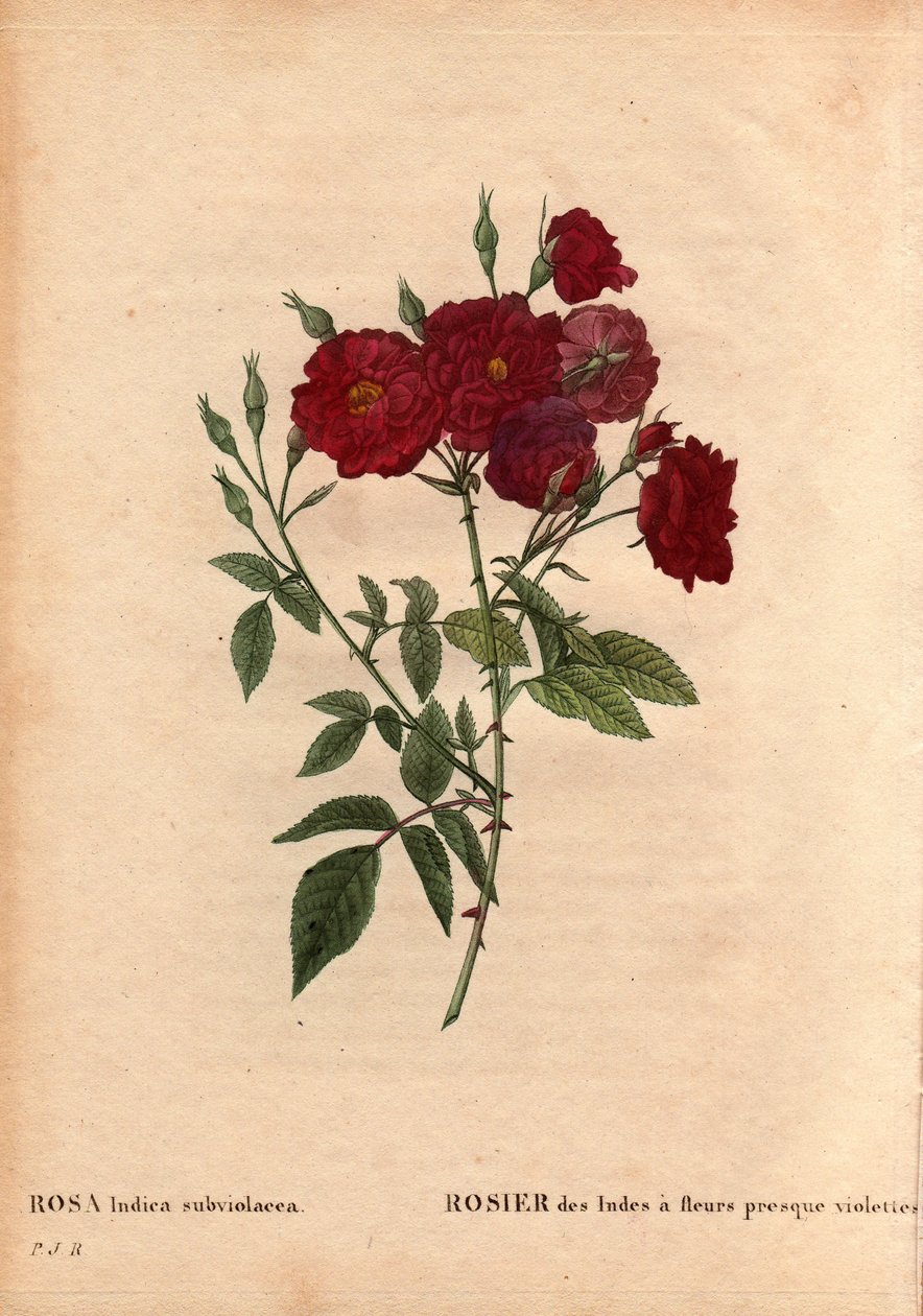 Botanikai tábla, virág, rózsafajta: India rózsa csaknem ibolya virággal (Rosa indica subviolacea). M. Ternaux termesztette 1812 körül. Pierre Joseph Redoute (1759-1840) „” Les Roses” 2. kötetében alkotó: Pierre Joseph Redouté
