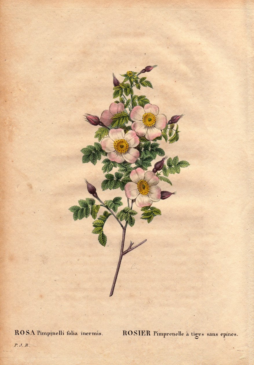 Botanikai tábla, virág, rózsa fajta: Pimprenelle rózsa tüskék nélküli szárral (Rosa pimpinellifolia inermis). Pierre Joseph Redoute (1759-1840) „Les Roses” 2. kötetében alkotó: Pierre Joseph Redouté
