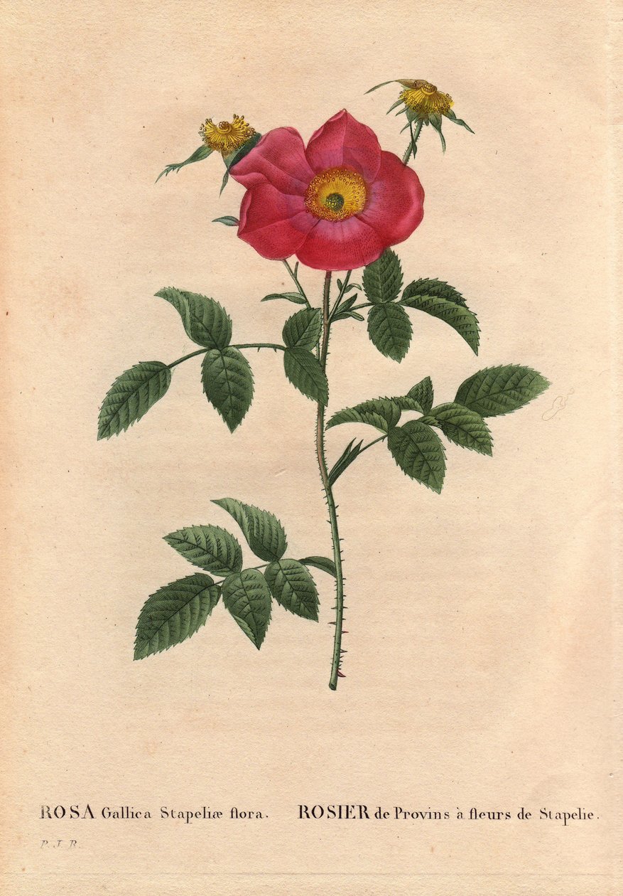 Botanikai tábla, virág, rózsafajta: Provin Rose Stapelia virágzással (Rosa Gallica Stapeliae flóra), valószínűleg kipusztult faj. Pierre Joseph Redoute (1759-1840) „Les Roses” 2. kötetében alkotó: Pierre Joseph Redouté