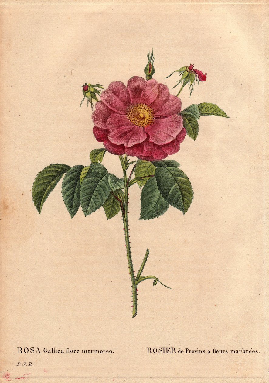 Botanikai tábla, virág, rózsafajta: Provin Rose márványos virágokkal (Rosa gallica flore marmoreo). Ismeretlen eredet. Pierre Joseph Redoute (1759-1840) „Les Roses” 2. kötetében alkotó: Pierre Joseph Redouté
