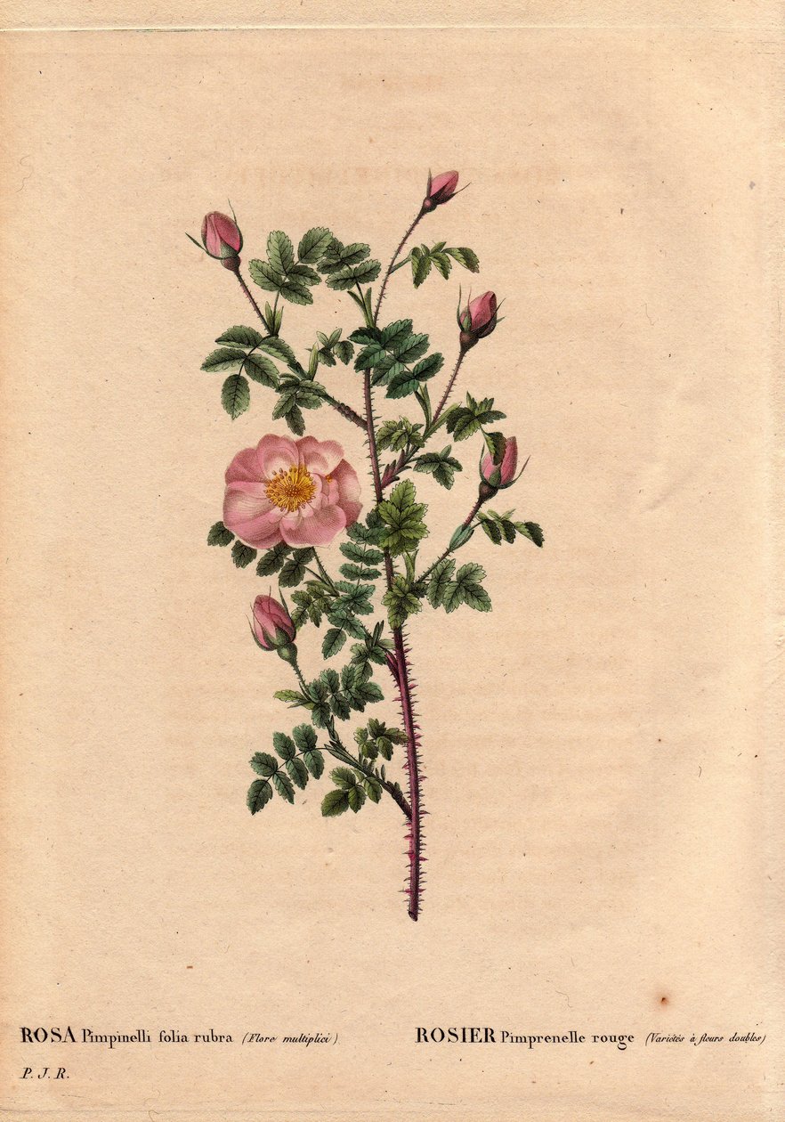 Botanical Board, Flower, Rose Variete: Red Pimprenelle Rose (Variete dupla virágokkal rendelkezik). Latinul: Rosa pimpinellifolia rubra. Monsieur Descenemet által termesztett virágok, 1800 körül. Pierre Joseph Redoute (1759-1840) „” Les Roses” 2. kötetében alkotó: Pierre Joseph Redouté