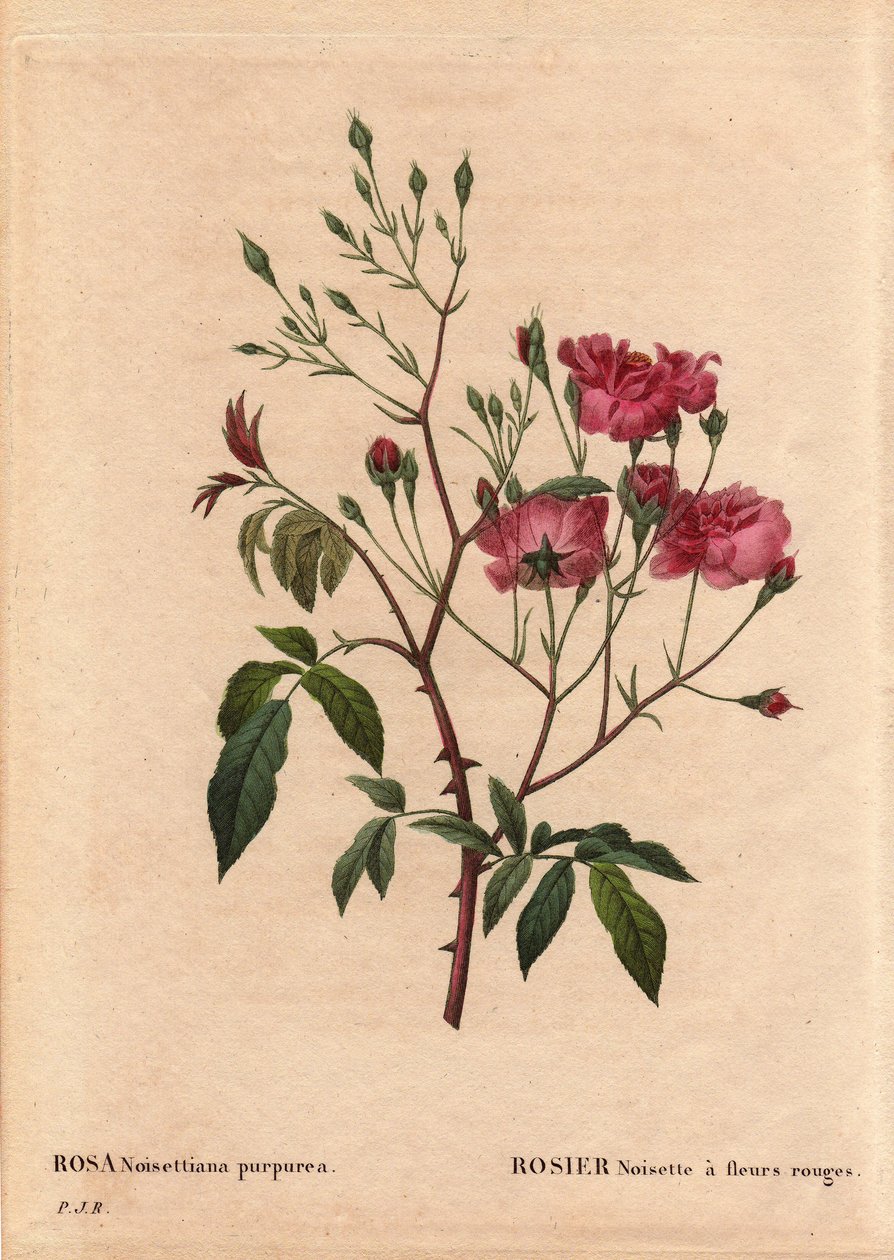 Botanikai tábla, virág, rózsafajta: Piros virágú rosa mogyoró (Rosa noisettiana purpurea), amelyet 1822-ben Monsieur Ternaux kertjében a rózsamogyoró fajta magjából nyernek. Pierre Joseph Redoute (1759-184) „Les Roses” 2. kötetében alkotó: Pierre Joseph Redouté