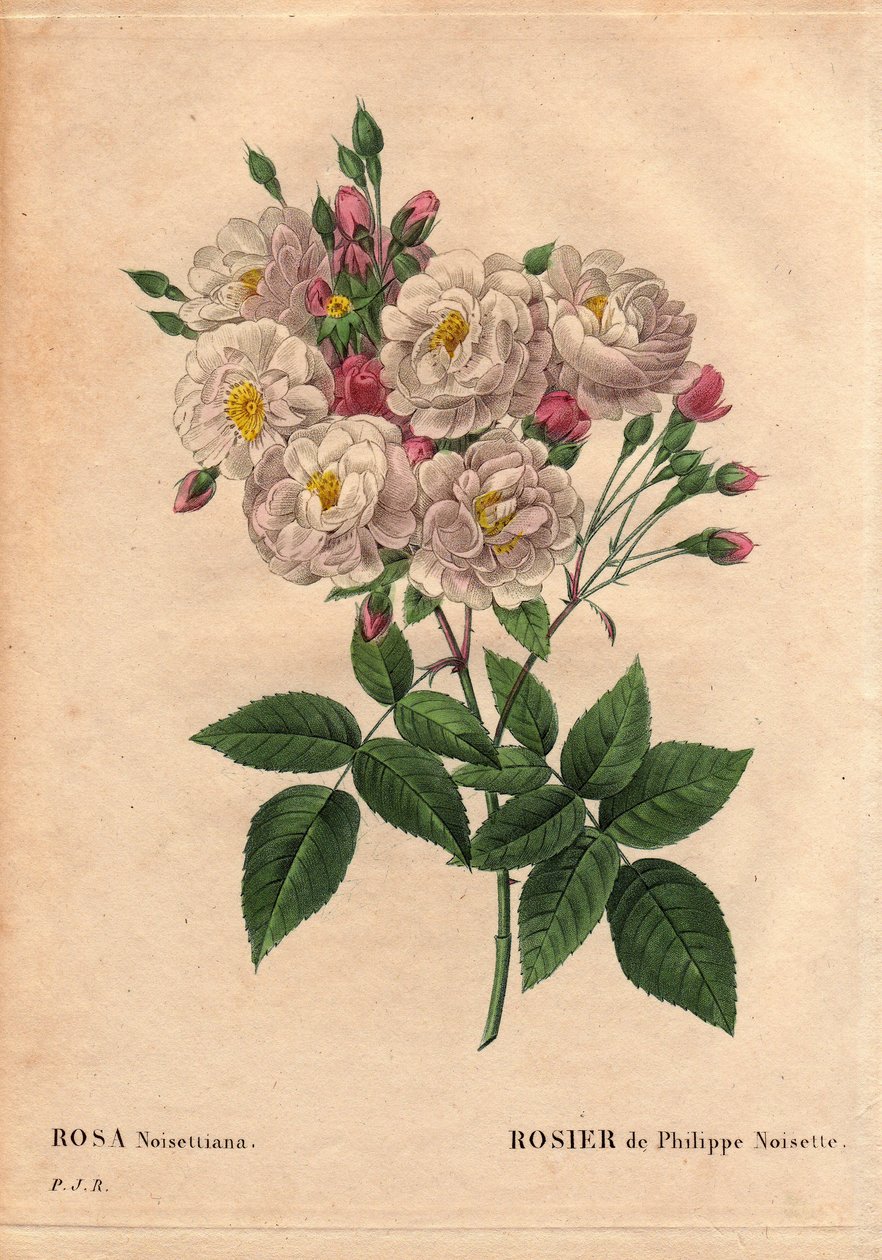 Botanikai tábla, virág, rózsafajta: Fülöp-mogyoró rózsa (Rosa noisettiana). A Rose moschata chinensis hibrid faja, amelyet az Egyesült Államokban termesztett John Champney, és 1814-ben Philippe Noisette hozta be Franciaországba. A „Les Roses” 2. kötet alkotó: Pierre Joseph Redouté