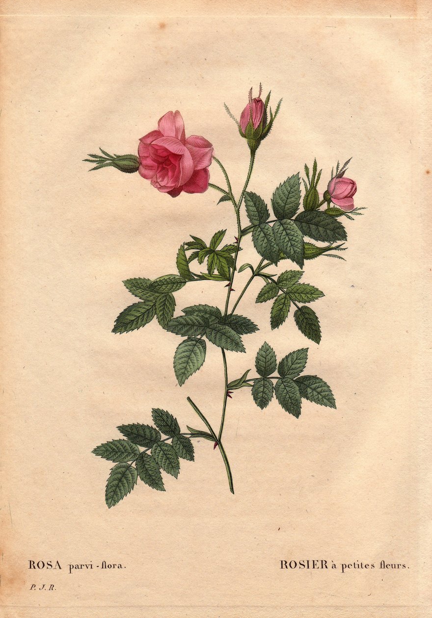 Botanical Board, Flower, Rose Variete: Rózsa kis virágokkal (Rosa parviflora vagy Rosa parviflora) Észak-Amerikából. Pierre Joseph Redoute (1759-1840) „Les Roses” 2. kötetében alkotó: Pierre Joseph Redouté