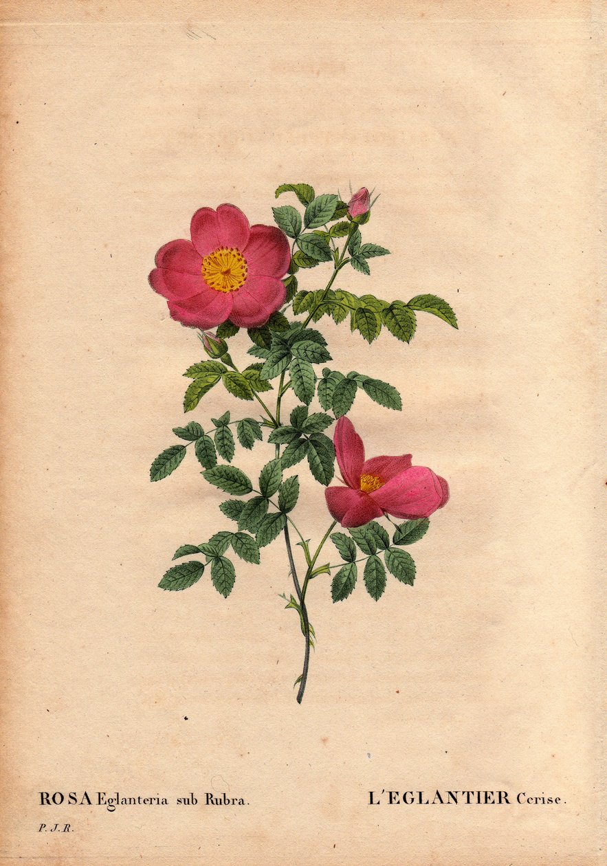 Botanikai tábla, virág, rózsafajta: A Cseresznye Eglantier (Rosa eglanteria sub rubra) repertórium Monsieur Vilmorin üvegházaiban, 1820 körül, és a sárga rózsa magvakból nyerték. A „Les Roses” 2. kötetében Pierre Joseph Redoute alkotó: Pierre Joseph Redouté