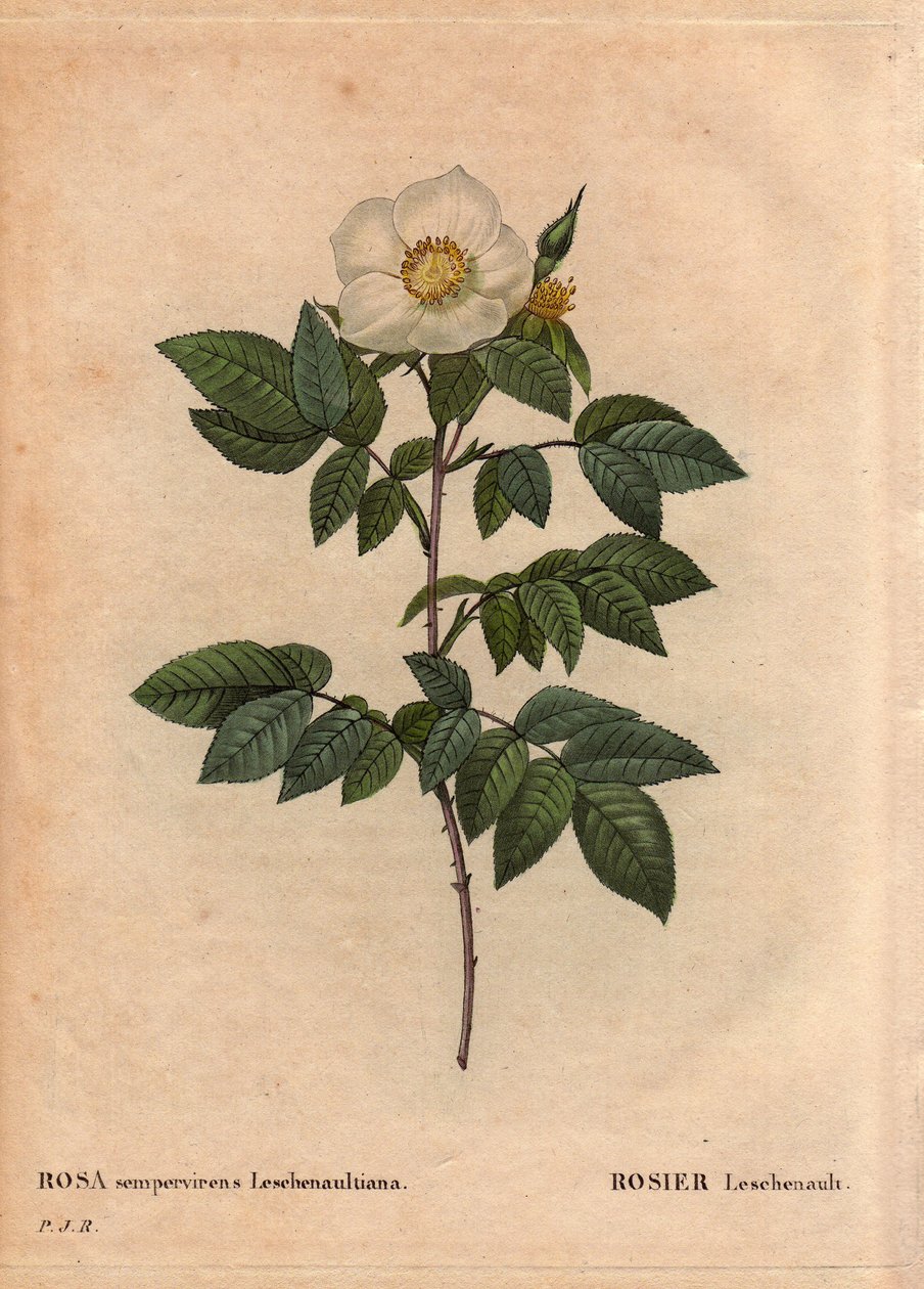 Botanikai tábla, virág, rózsa fajta: Leschenault rózsa (Rosa sempervirens Leschenaultiana). Monsieur Leschenault fedezte fel a Nilgiriben (vagy Nilagiriben vagy Nilgirisben), amelyet India Kék-hegységének is neveznek. A Tamil Nadu régióban, 1824 előtt. A „ alkotó: Pierre Joseph Redouté