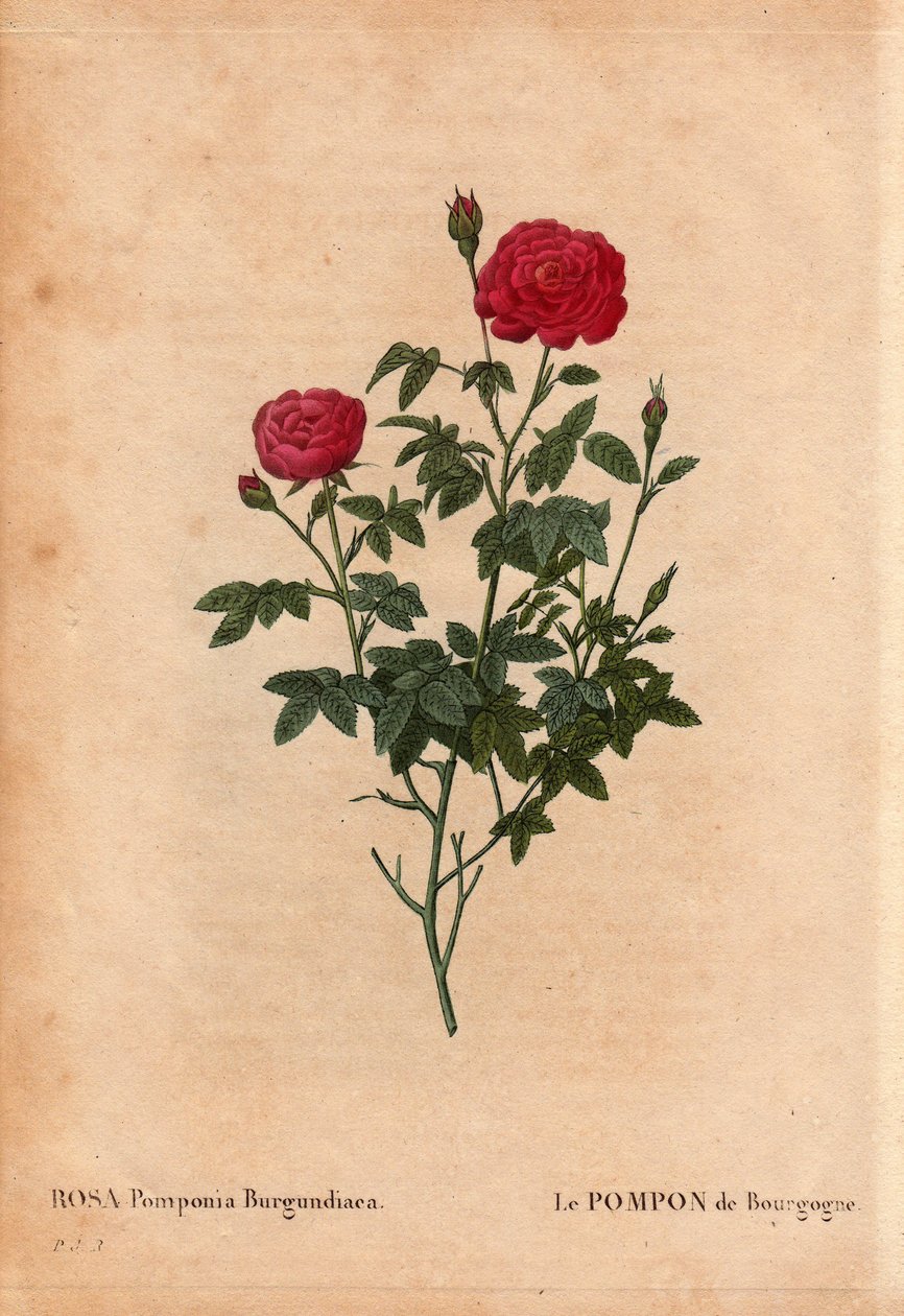 Botanikai tábla, virág, rózsafajta: A burgundi pompon (Rosa Pomponia Burgundiaca). Ismeretlen eredet, 1664 előtt létező fajta. Pierre Joseph Redoute (1759-1840) „” Les Roses” 2. kötetében alkotó: Pierre Joseph Redouté