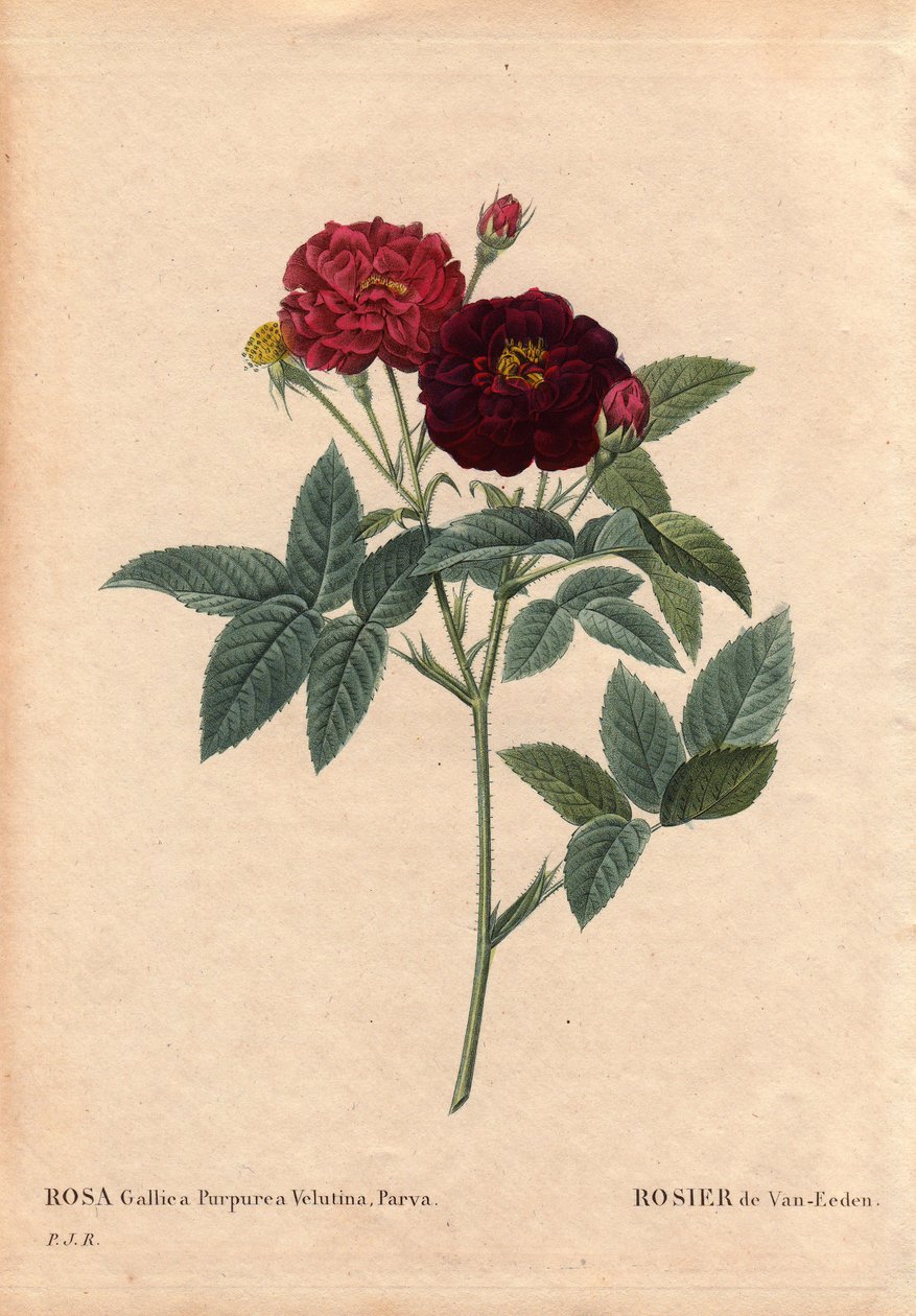 Botanikai tábla, virág, rózsafajta: Van Eeden Rose (Rosa Gallica Purpurea Velutina Parva). Hollandiában termesztette Van Eeden 1810 előtt. Pierre Joseph Redoute (1759-1840) „” Les Roses” 2. kötetében alkotó: Pierre Joseph Redouté