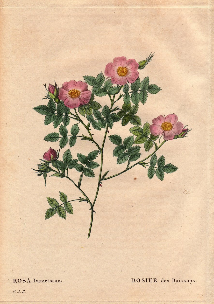 Botanikai tábla, virág, rózsa fajta: bokorrózsa (Rosa dumetorum). Az 1821 előtt felfedezett európai és ázsiai kutyarózsák családjából. Pierre Joseph Redoute (1759-1840) „” Les Roses” 2. kötetében alkotó: Pierre Joseph Redouté
