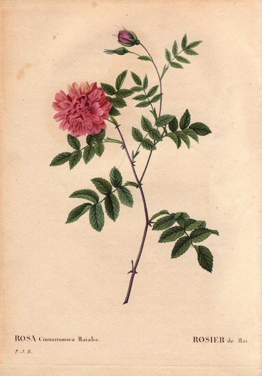 Botanikai tábla, virág, rózsa fajta: május rózsa. (Rosa cinnamomea maialis). Vadon termő virág egész Európában. Pierre Joseph Redoute (1759-1840) „Les Roses” 2. kötetében alkotó: Pierre Joseph Redouté