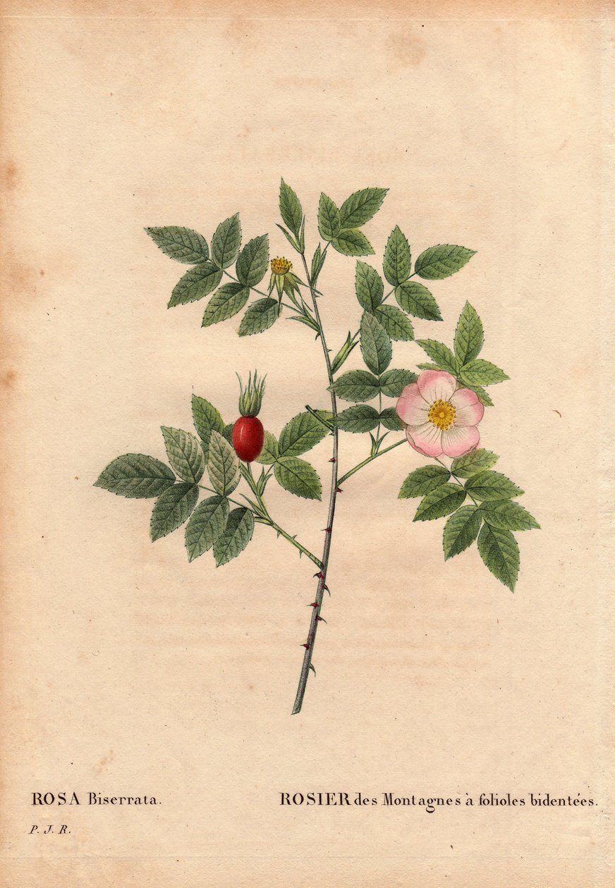 Botanikai tábla, virág, rózsa fajta: hegyi rózsa bidentális szórólapokkal (Rosa Biserrata). Doktor Merat gyűjtötte be 1812 előtt a Párizs melletti Mont Valerienben, Franciaországban. Pierre Joseph Redoute (1759-1840) „Les Roses” 2. kötetében alkotó: Pierre Joseph Redouté