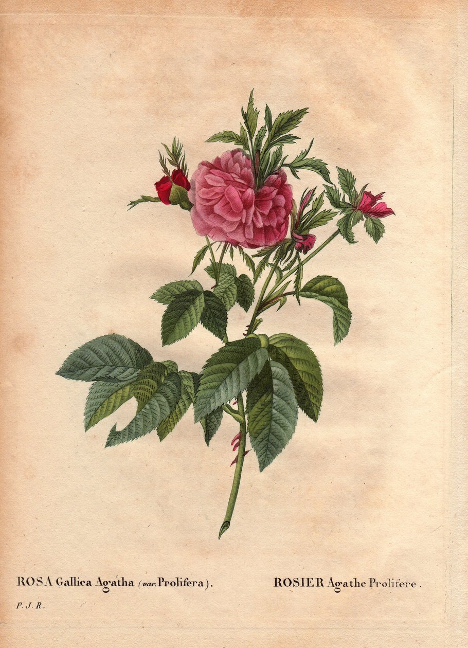 Botanikai tábla, virág, rózsa fajta: Rose Agathe Prolifere (Rosa Gallica Agatha Prolifera). Pierre Joseph Redoute (1759-1840) „Les Roses” 2. kötetében alkotó: Pierre Joseph Redouté