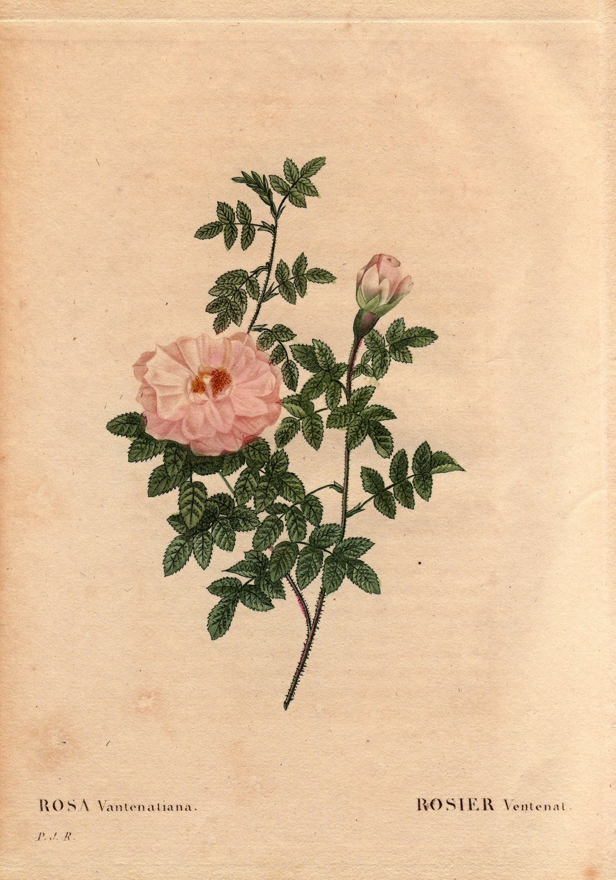 Botanikai tábla, virág, rózsa fajta: Rose Ventenat. (Rosa ventenatiana), ismeretlen eredetű. Pierre Joseph Redoute (1759-1840) „Les Roses” 2. kötetében alkotó: Pierre Joseph Redouté