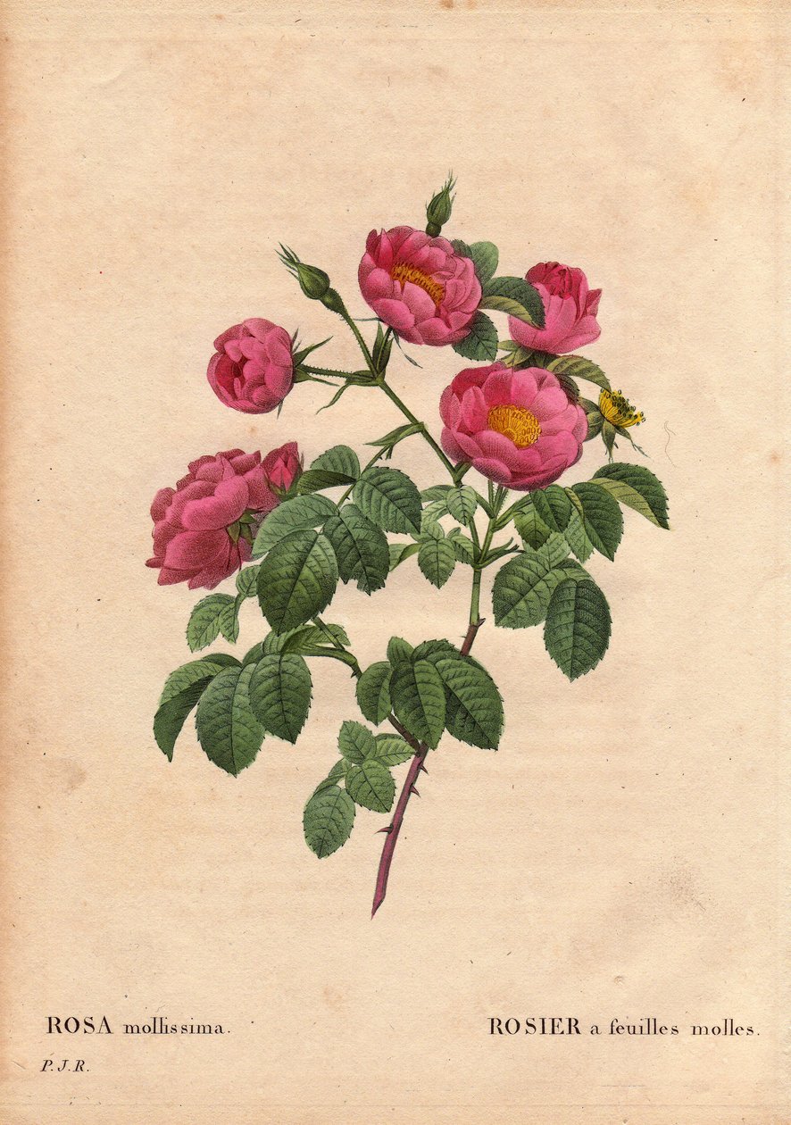 Botanikai tábla, virág, rózsa fajta: puha levelű rózsa. (Rosa mollissima flora submultiplici). Rose mollis fajta, 1821 előtt. Pierre Joseph Redoute (1759-1840) „” Les Roses” 2. kötetében alkotó: Pierre Joseph Redouté