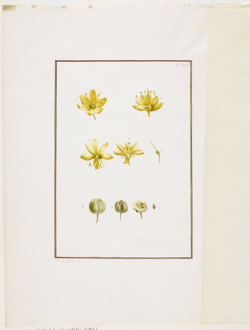 Botanikai boncolás: Sárga aszfodél (Asphodelus lutea), 1778-90 körül (wc és grafit a papíron) alkotó: Pierre Joseph Redouté