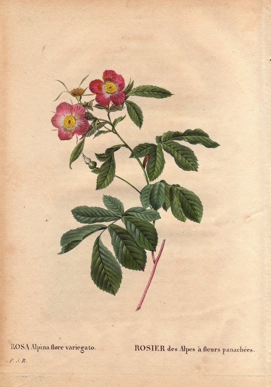 Botanikai lemez, virág, rózsafajta: Alpok rózsája variegato virágokkal (Rosa alpina flora variegato). Franciaországban 1813 körül vezették be de Poilpre. Pierre Joseph Redoute (1759-1840) „Les Roses” 2. kötetében alkotó: Pierre Joseph Redouté