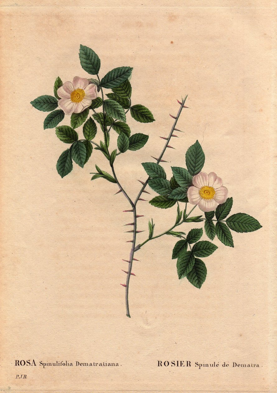 Botanikai lemez, virág, rózsafajta: Rosier Spinule de Dematra (Rosa spinulifolia dematratiana) a svájci Chatel-sur-Montsalvens (Chatel sur Montsalvens) közelében fedezte fel Dean Dematra, a Corbieres papja 1818 előtt. A „” Les Roses ” alkotó: Pierre Joseph Redouté