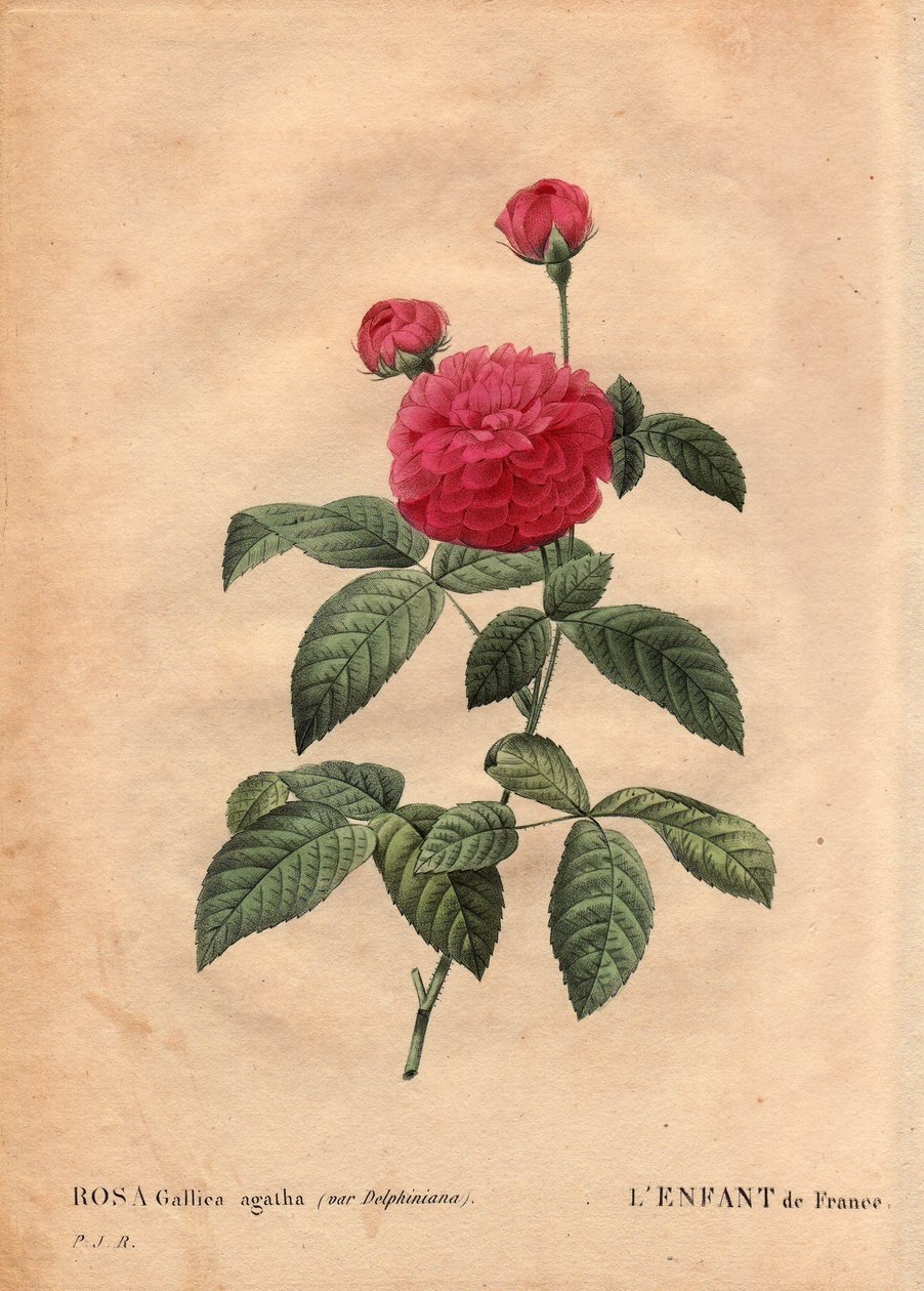 Botanikai lemez, virág, rózsafajta: Franciaország gyermeke (Rosa gallica agatha var. delphiniana). Monsieur Du Pont termesztette, 1802 körül, XV. Lajos uralkodása óta (1710-1774) ismert, és a Dauphin tiszteletére „Enfant de France”-nak nevezték. A „” Les R alkotó: Pierre Joseph Redouté