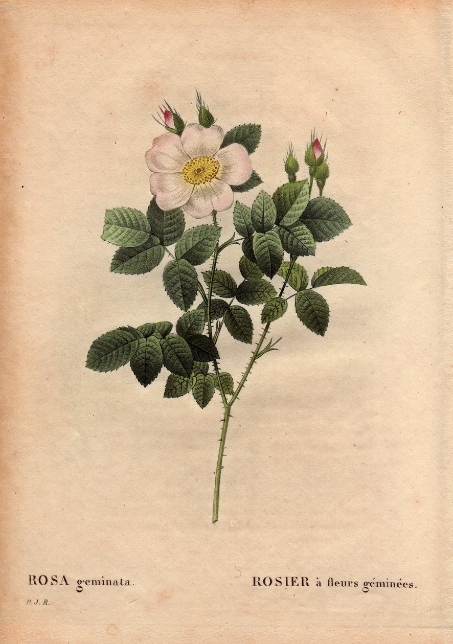 Botanikai tányér, virág, rózsa fajta: drágakővirágú rózsa. (Rosa geminata). Rau professzor fedezte fel Wurzburg közelében, Németországban 1820 előtt. Pierre Joseph Redoute (1759-1840) „” Les Roses” 2. kötetében alkotó: Pierre Joseph Redouté