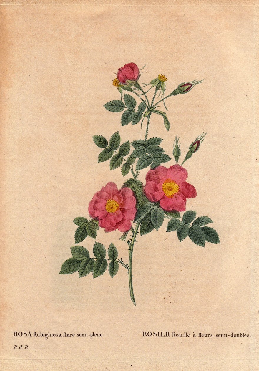 Botanikai tányér, virág, rózsafajta: A Rose Rust félig kettős virágokkal (Rosa rubiginosa flora semi pleno) rendelkezik, magvakból nyerték ki, és P. J. Redoute termesztette 1806 körül. Pierre Joseph Redoute (1759-) „” Les Roses” 2. kötetében 1840) alkotó: Pierre Joseph Redouté