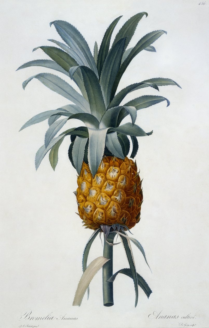 Bromelia Ananas (kézzel színezett metszet) alkotó: Pierre Joseph Redouté