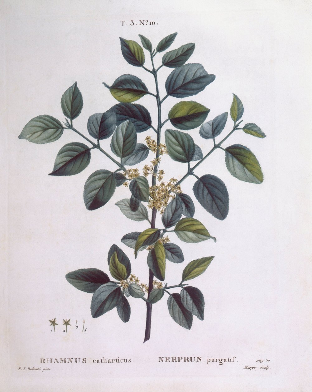 Köktövis (Rhamnus catharticus), Henry Louis Duhamel du Monceau, Pierre Joseph Redouté botanikai lemeze alkotó: Pierre Joseph Redouté