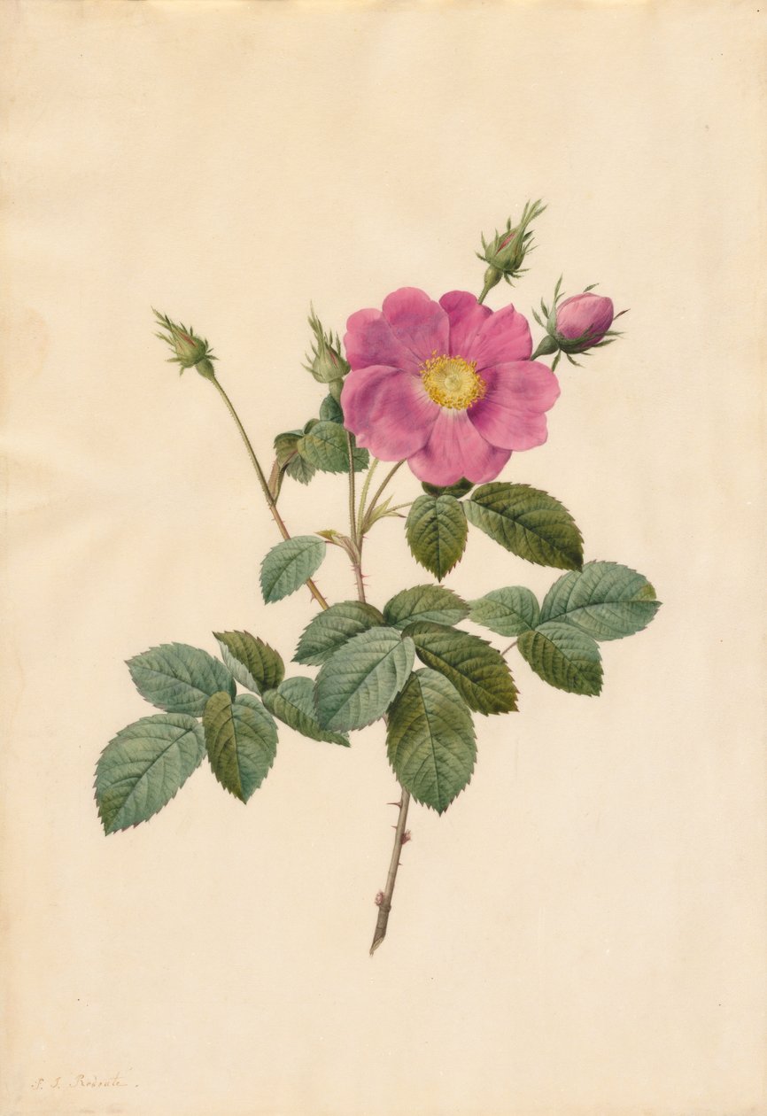 Káposzta rózsa (Rosa Centifolia Simplex) alkotó: Pierre Joseph Redouté