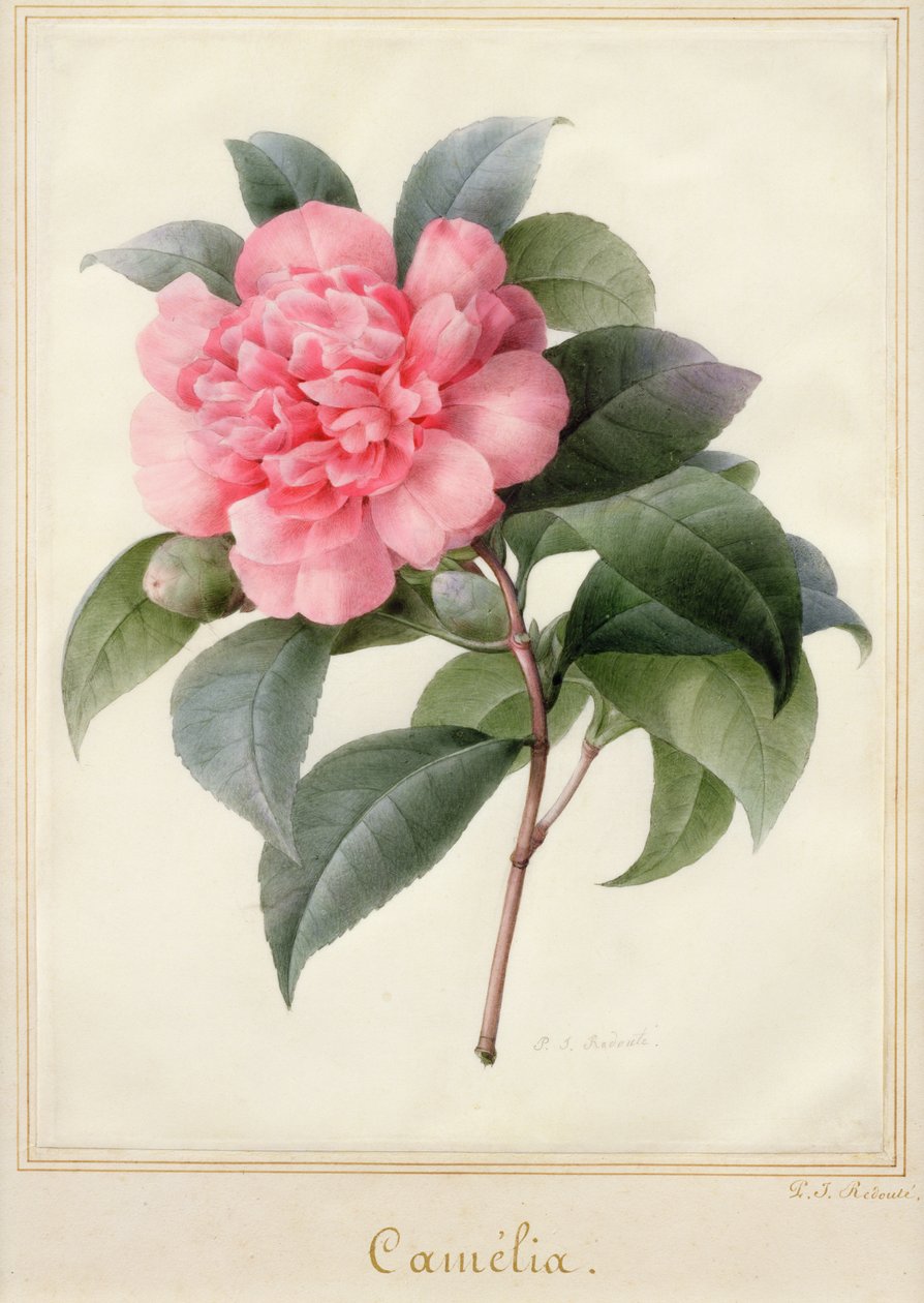 Camelia (akvarell arannyal, pergamen) alkotó: Pierre Joseph Redouté