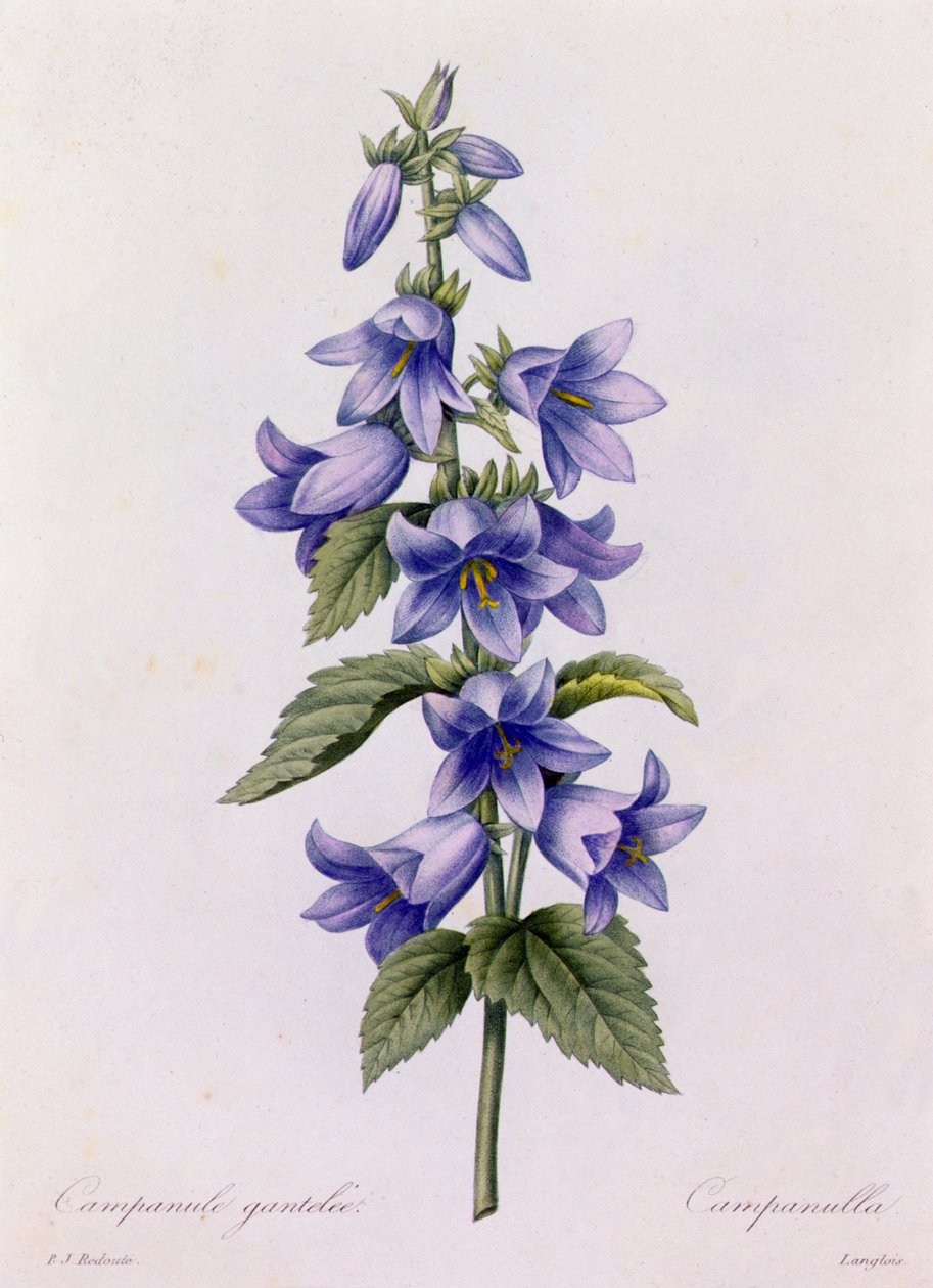 Campanula (színes gravírozás) alkotó: Pierre Joseph Redouté