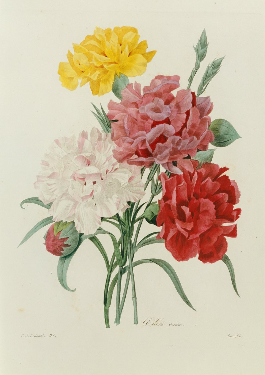 Szegfű, "A legszebb virágok válogatása", 1833 körül alkotó: Pierre Joseph Redouté