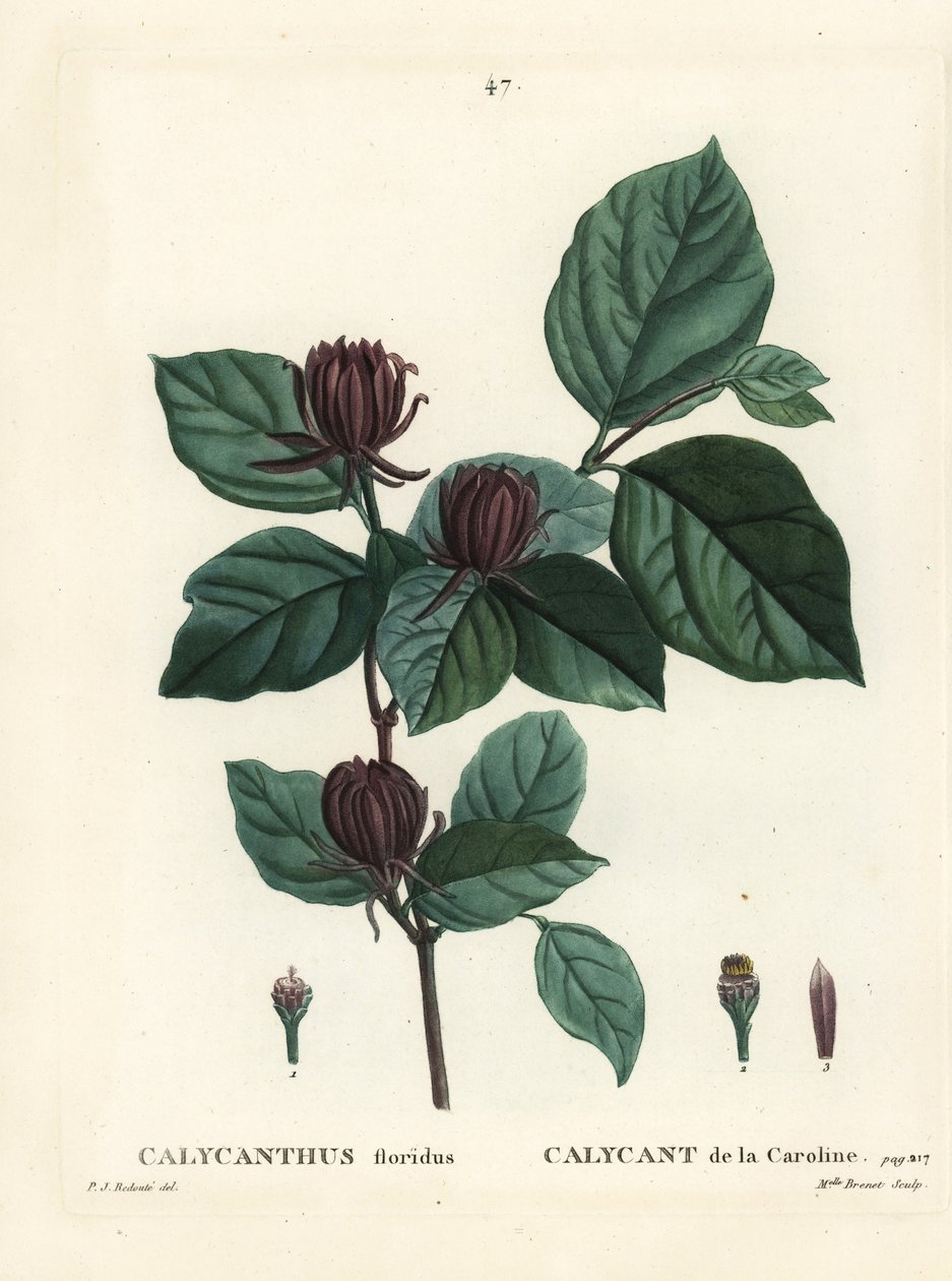 Carolina fűszerbokor vagy keleti édescserje, Calycanthus floridus. Brenet kisasszony kézzel színezett pecsétmetszete Pierre-Joseph Redoute illusztrációja nyomán Henri Louis Duhamel du Moncel Treat des Arbres et Shrustes című művéből, Párizs alkotó: Pierre Joseph Redouté
