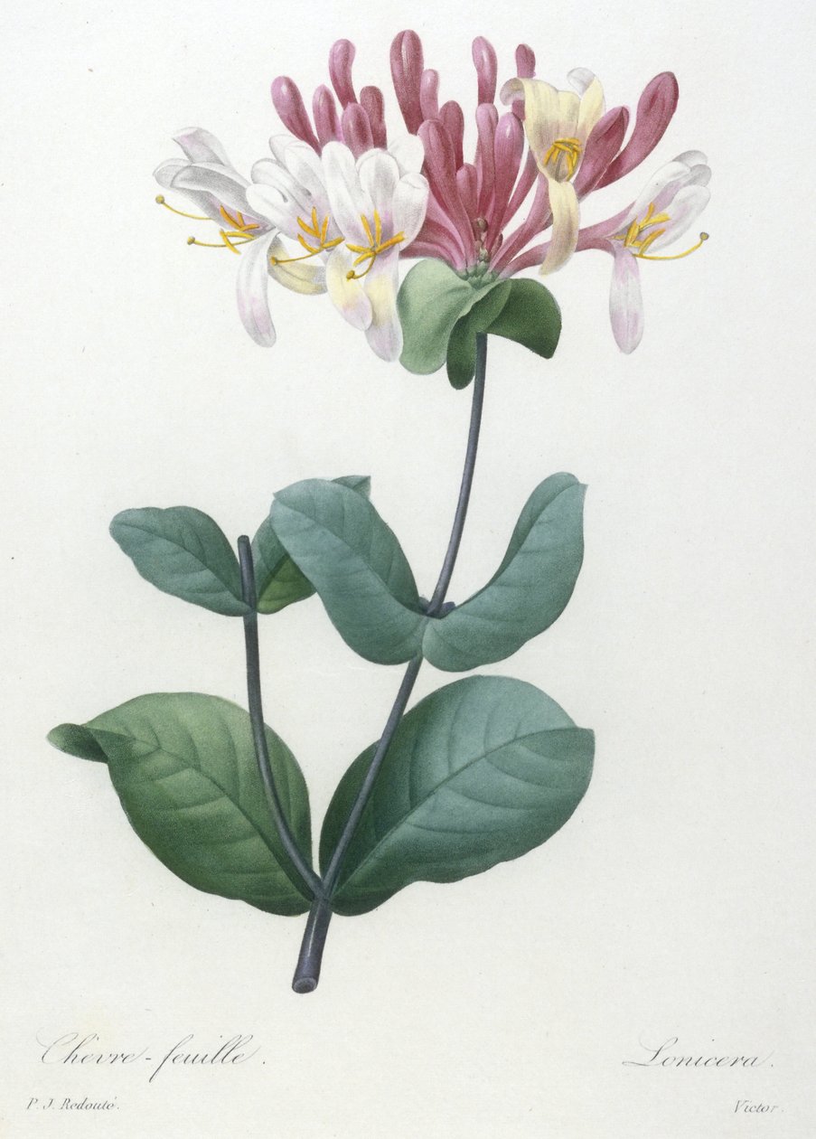 Chevre-feuille, a legszebb virágok és legszebb gyümölcsök válogatásából, 1827 (kézzel színezett foltmetszet) alkotó: Pierre Joseph Redouté
