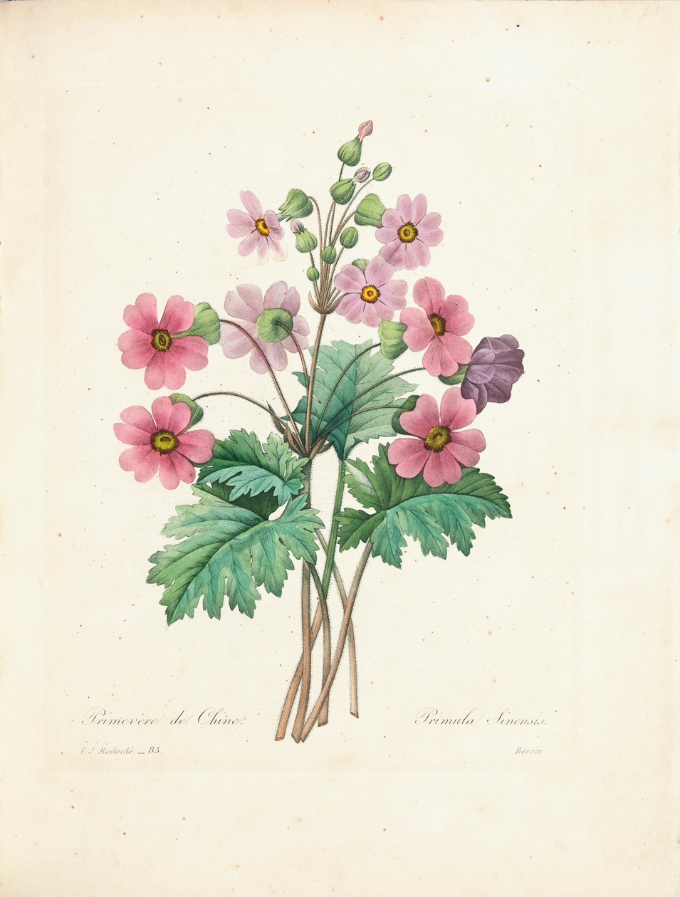 Kínai kankalin, Bessin metszetében, a „Legszebb virágok és legszebb gyümölcsök kiválasztása” című kötetből, 1. évf. II, 1827-33 alkotó: Pierre Joseph Redouté