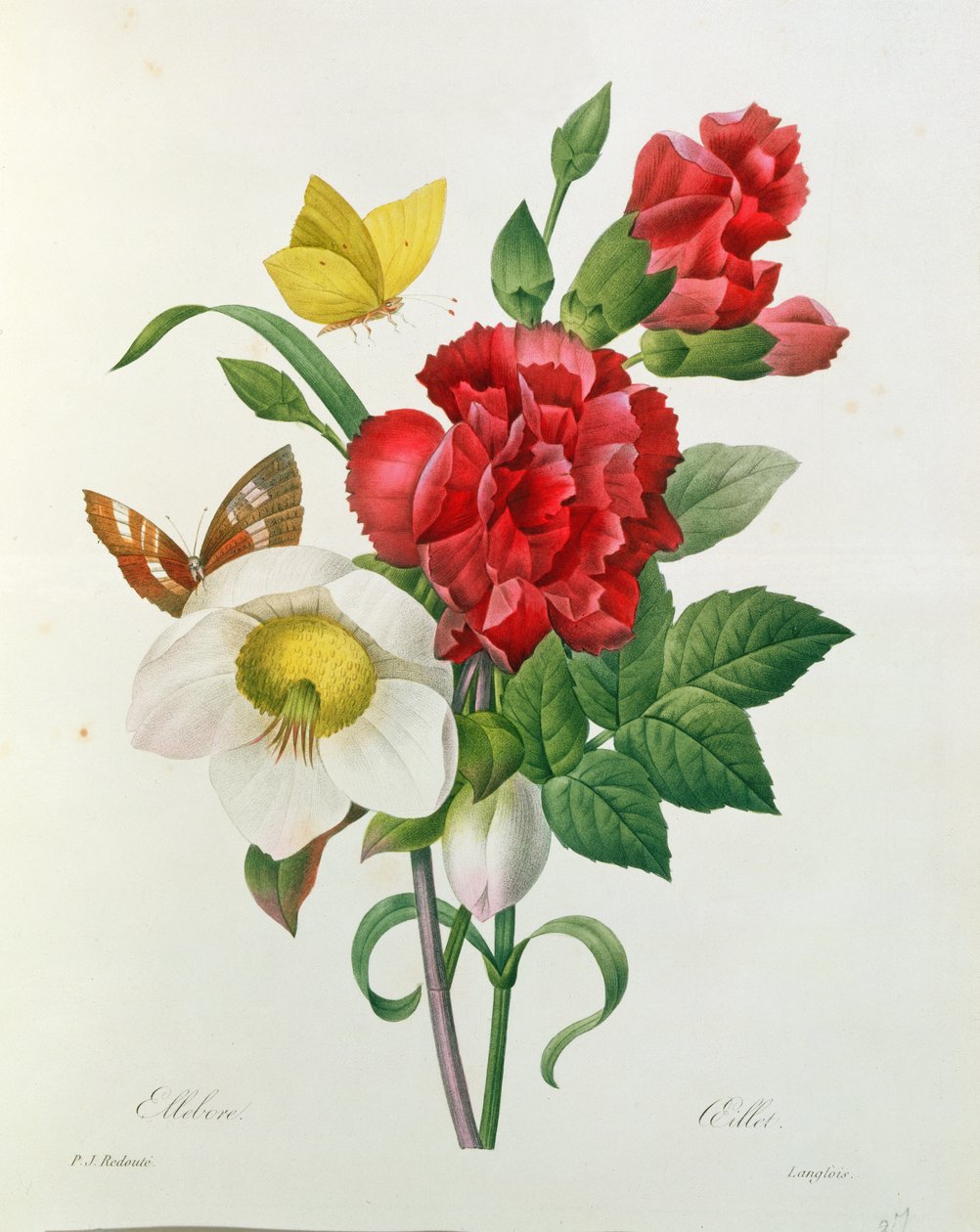 Karácsonyi rózsa, Helleborus niger és vörös szegfű pillangókkal, Pierre Redoute (1759-1840) „Les Choix des plus Belles Fleurs” című művéből alkotó: Pierre Joseph Redouté