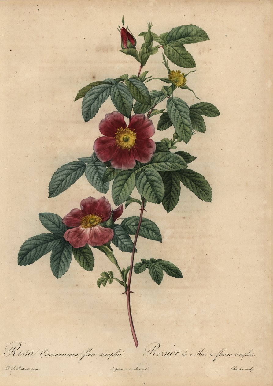 Fahéj rózsa, Rosa majalis alkotó: Pierre Joseph Redouté