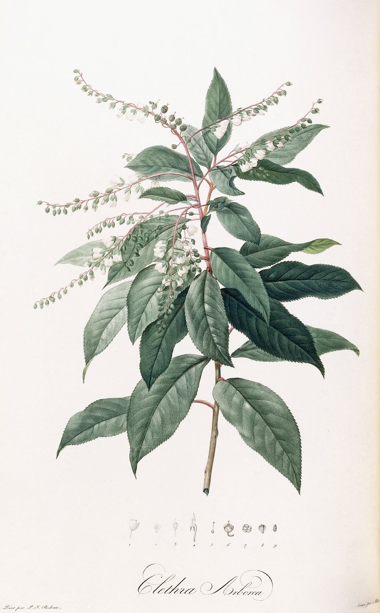 Clethra Arborea alkotó: Pierre Joseph Redouté