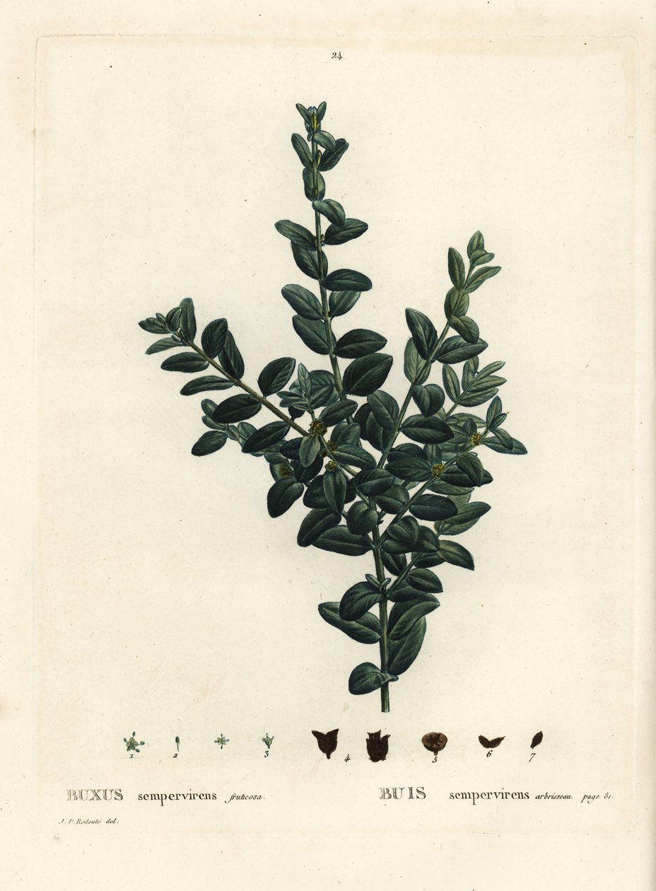 Közönséges ládás, európai ládás vagy puszpáng, Buxus sempervirens fruticosa. Kézzel színezett foltmetszet Pierre-Joseph Redoute illusztrációja nyomán Henri Louis Duhamel du Monceau: Treat des Arbres et Shrustes, Párizs alkotó: Pierre Joseph Redouté