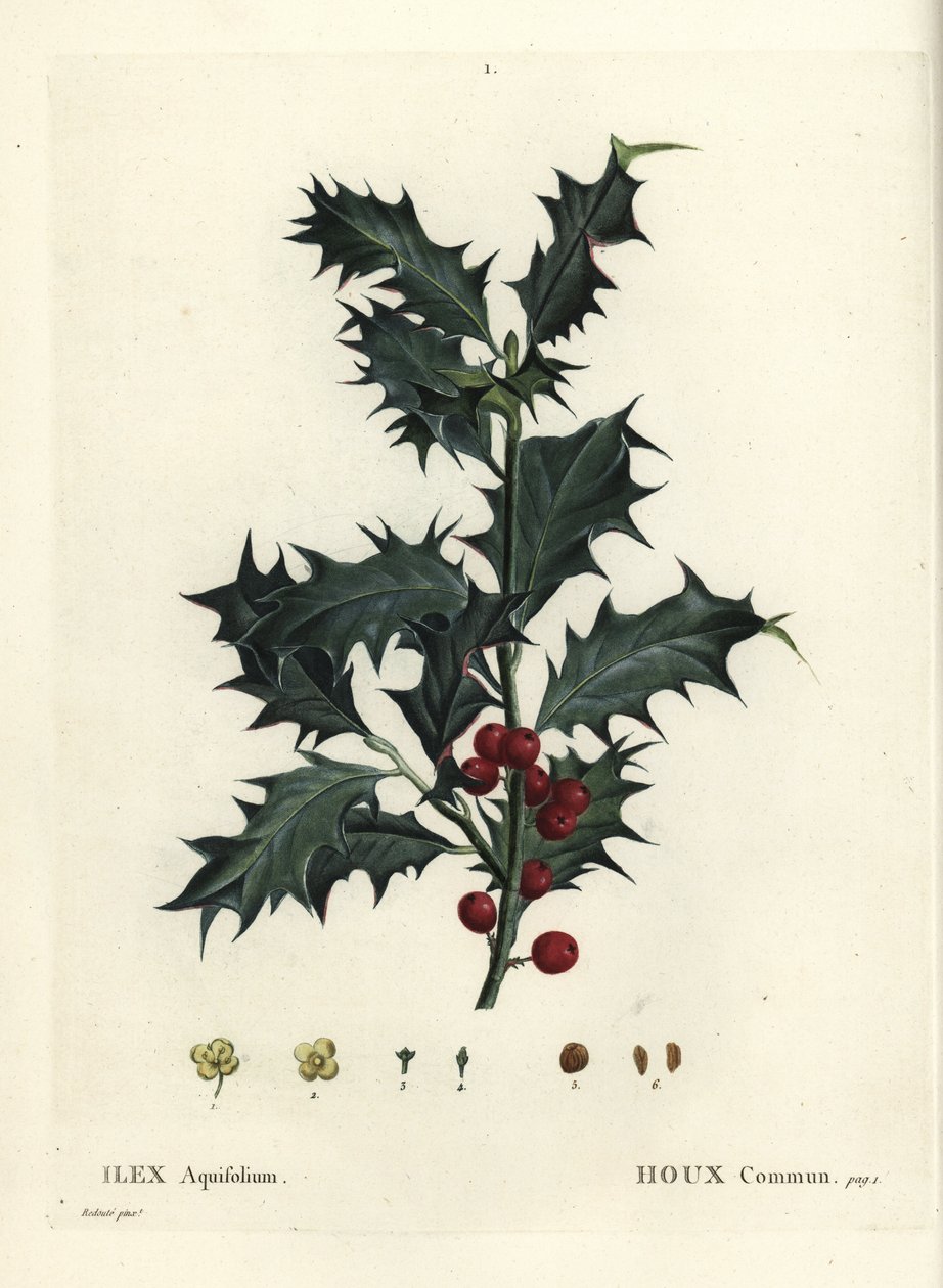 Közönséges magyal, Ilex aquifolium. Kézzel színezett foltmetszet Pierre-Joseph Redoute illusztrációja nyomán Henri Louis Duhamel du Monceau Treat des Arbres et Shrustes című művéből, Párizs alkotó: Pierre Joseph Redouté