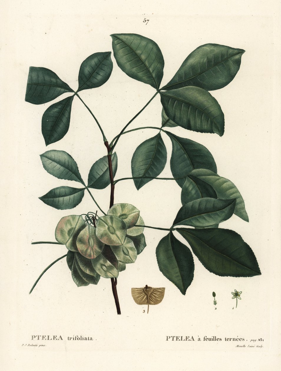 Közönséges komlófa, büdös kőris vagy ostyakőris, Ptelea trifoliata. Mixelle l