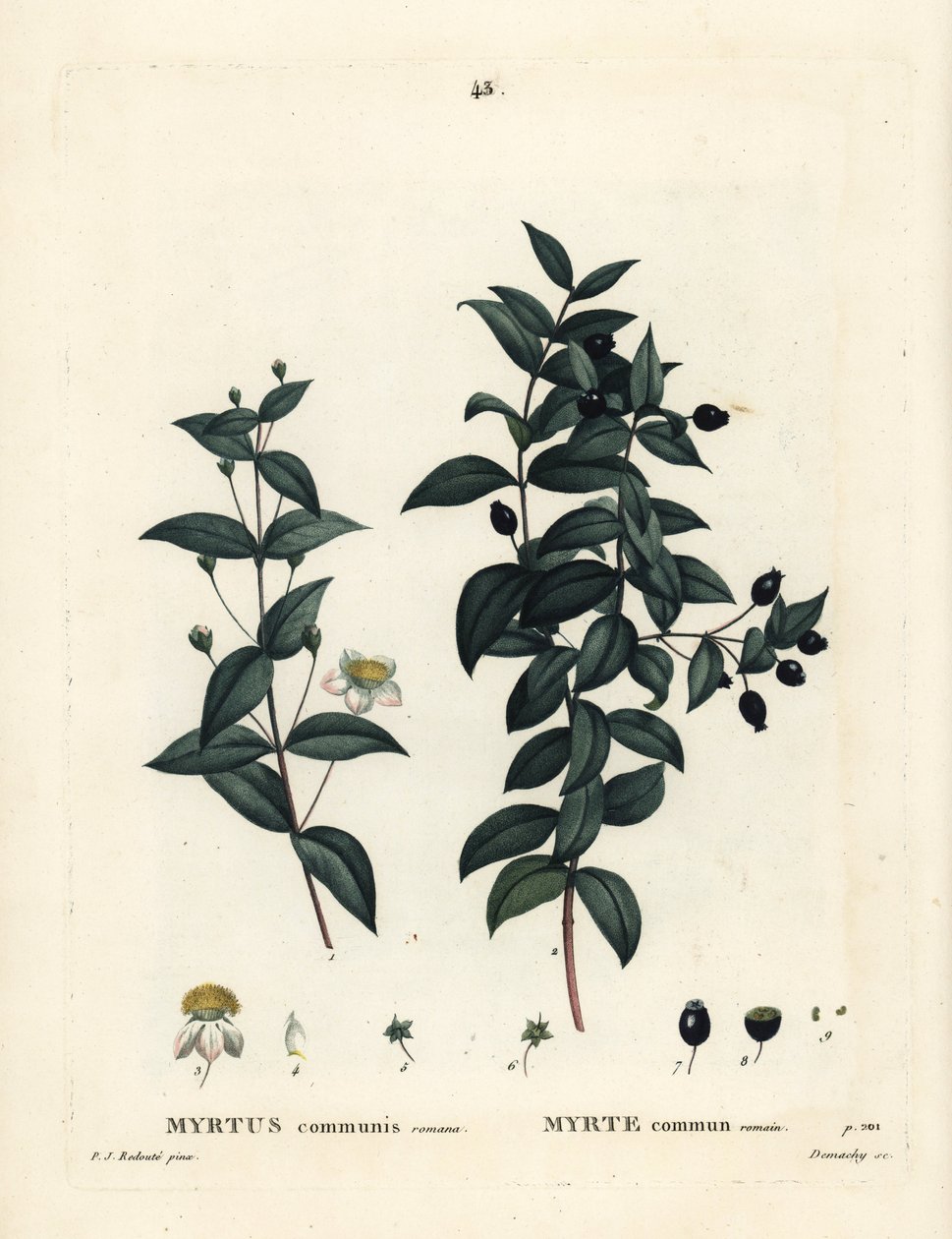Közönséges mirtusz, Myrtus communis. Demachy kézi színű foltmetszet Pierre-Joseph Redoute illusztrációja nyomán Henri Louis Duhamel du Moncel Treat des Arbres et Shrustes című művéből, Párizs alkotó: Pierre Joseph Redouté